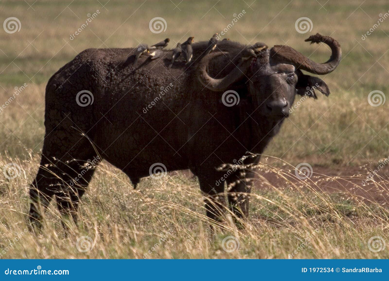 Wild Animal in Africa, Serengeti National Park Stock Photo - Image of  explorer, africa: 1972534