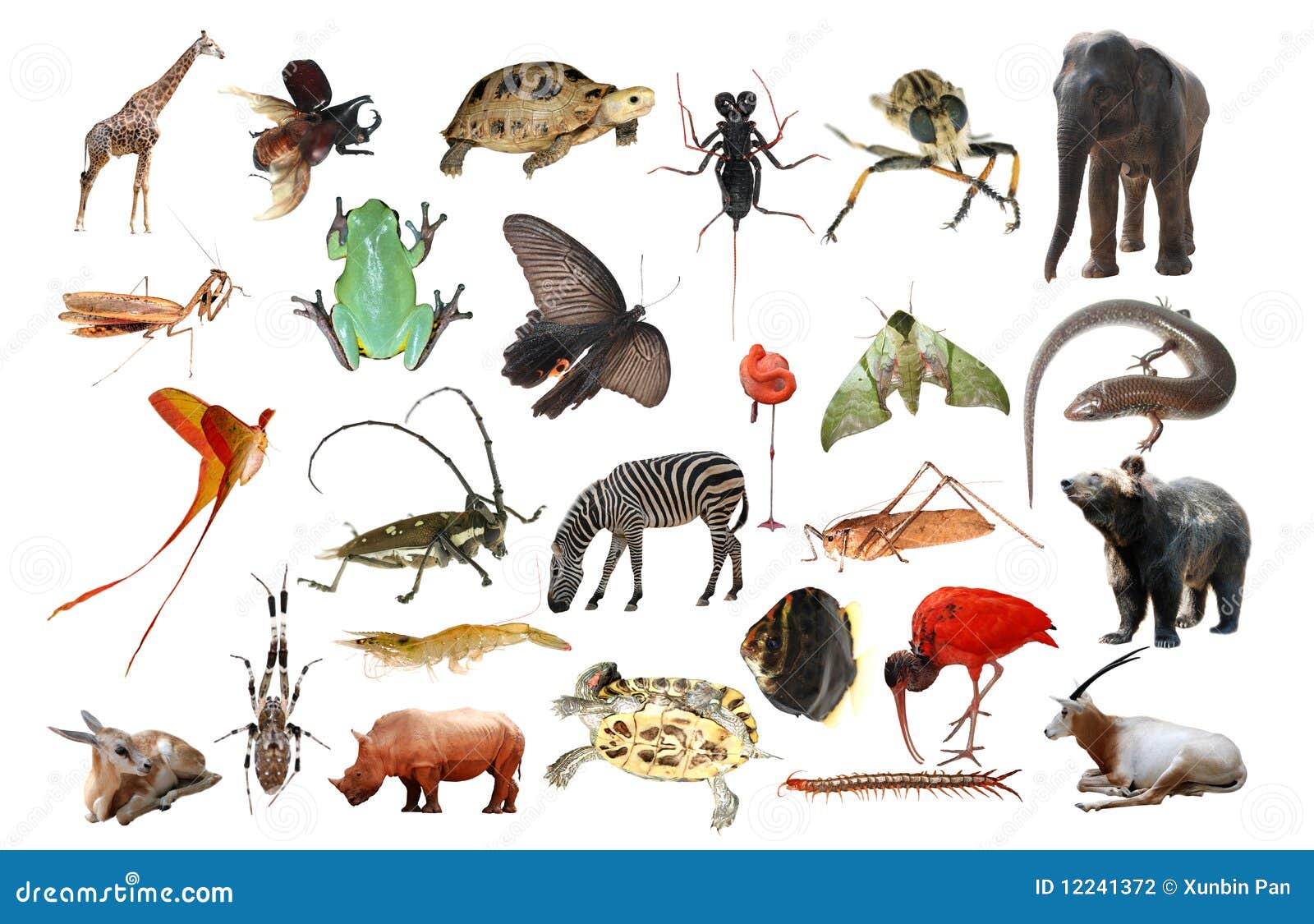 Wild animal collection stock photo. Image of background - 12241372 Wild animal collection stock photo. Image of background - 12241372