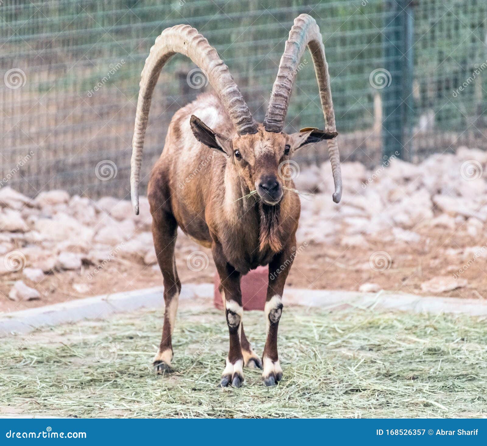 A Wild Animal Nubian Ibex with Big Horns Stock Image - Image of wildlife, animals: 168526357 A Wild Animal Nubian Ibex with Big Horns Stock Image - Image of wildlife, animals: 168526357