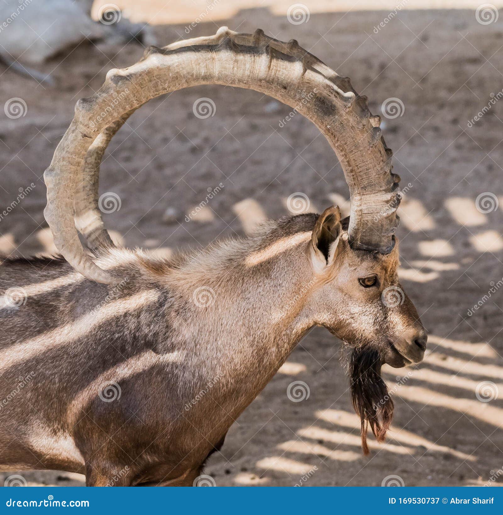 Wild Animal Nubian Ibex with Big Horns Stock Image - Image of deer,  wilderness: 169530737