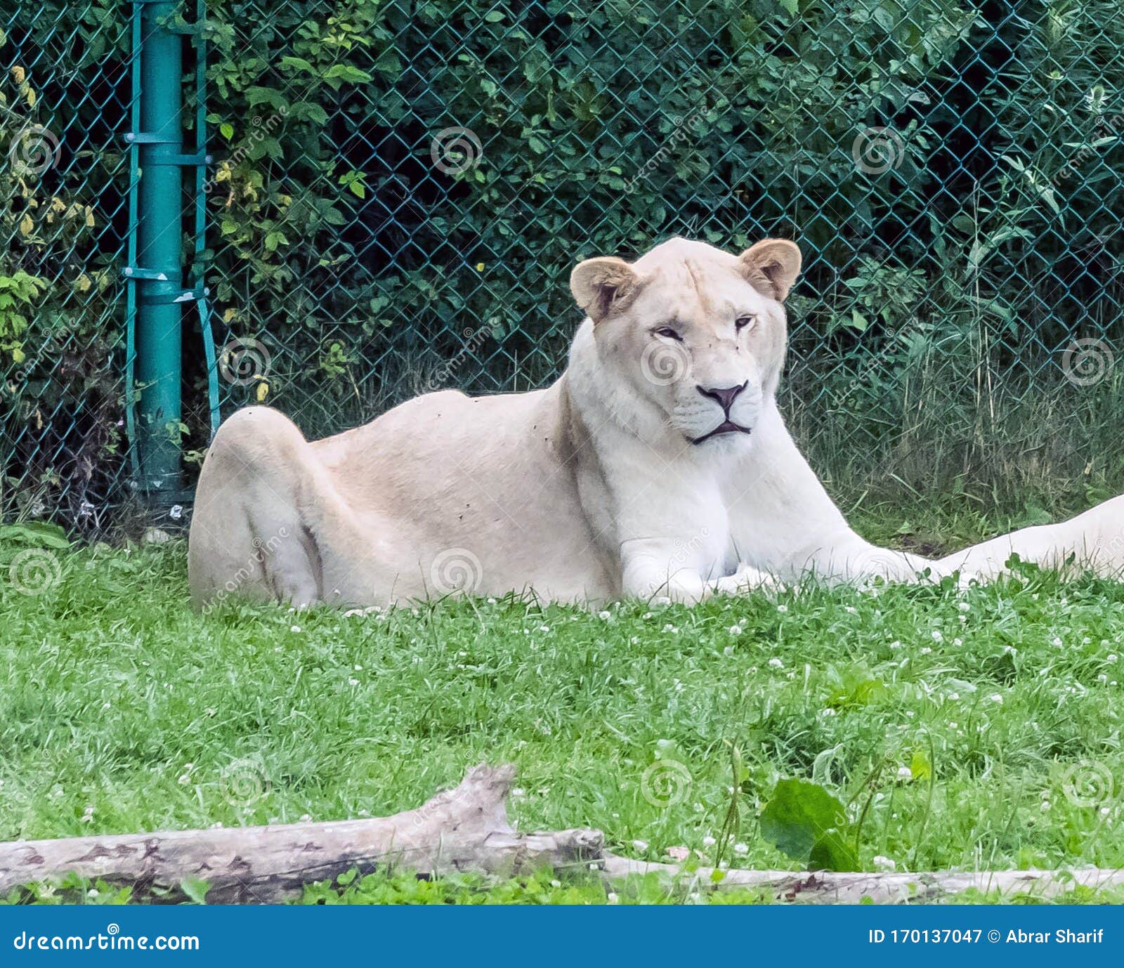 Wild Animal White African Lion in Hamilton Safari, Ontario, Canada Stock Image - Image of portrait, danger: 170137047 Wild Animal White African Lion in Hamilton Safari, Ontario, Canada Stock Image - Image of portrait, danger: 170137047
