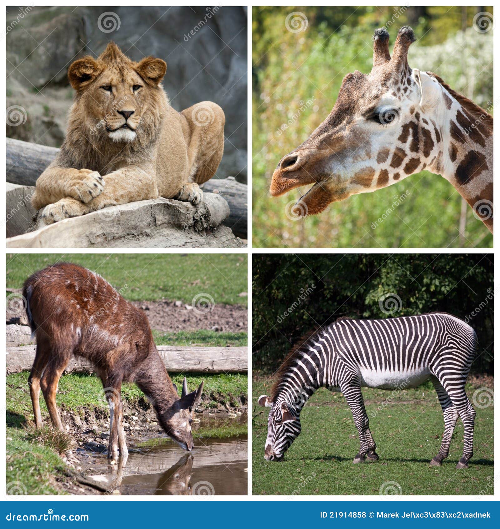 Wild animals stock photo. Image of giraffe, panthera - 21914858