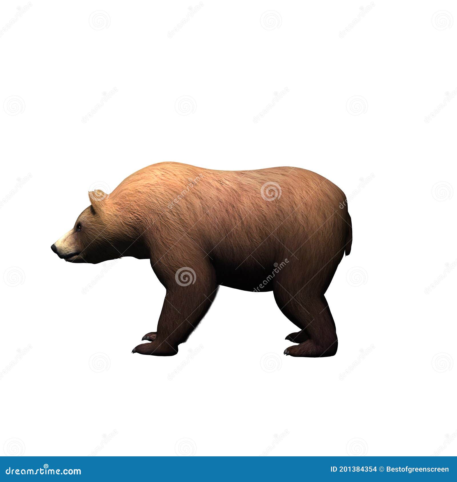 Wild Animals - Bear is Standing in View from the Side - Isolated on White  Background Stock Illustration - Illustration of dominate, drawing: 201384354