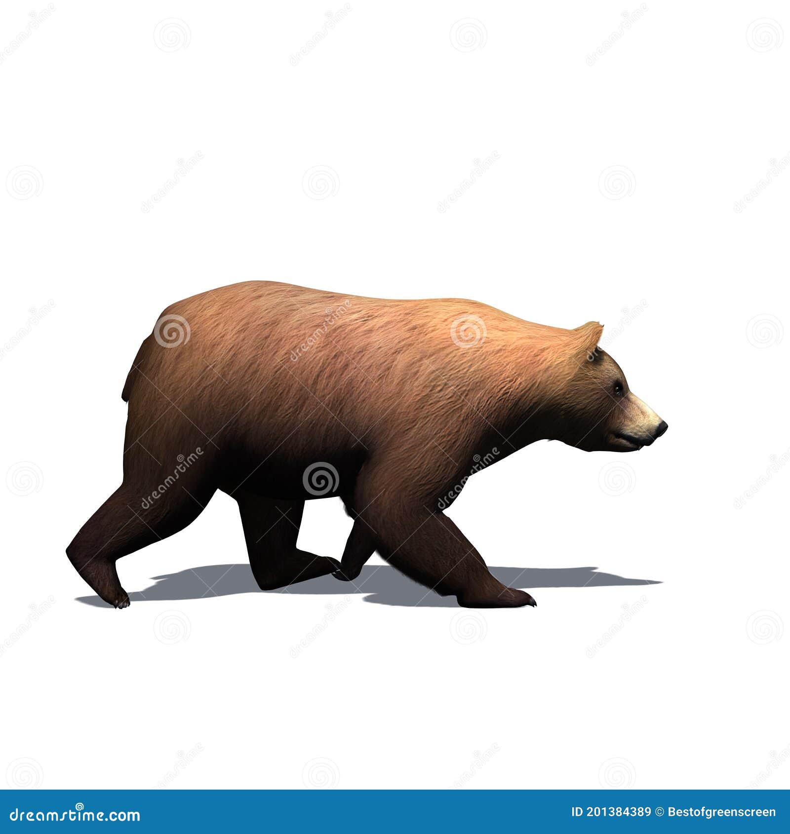 Wild Animals - Bear is Walking in View from the Side with Shadow on the Floor - Isolated on White Background Stock Illustration - Illustration of mammal, american: 201384389 Wild Animals - Bear is Walking in View from the Side with Shadow on the Floor - Isolated on White Background Stock Illustration - Illustration of mammal, american: 201384389