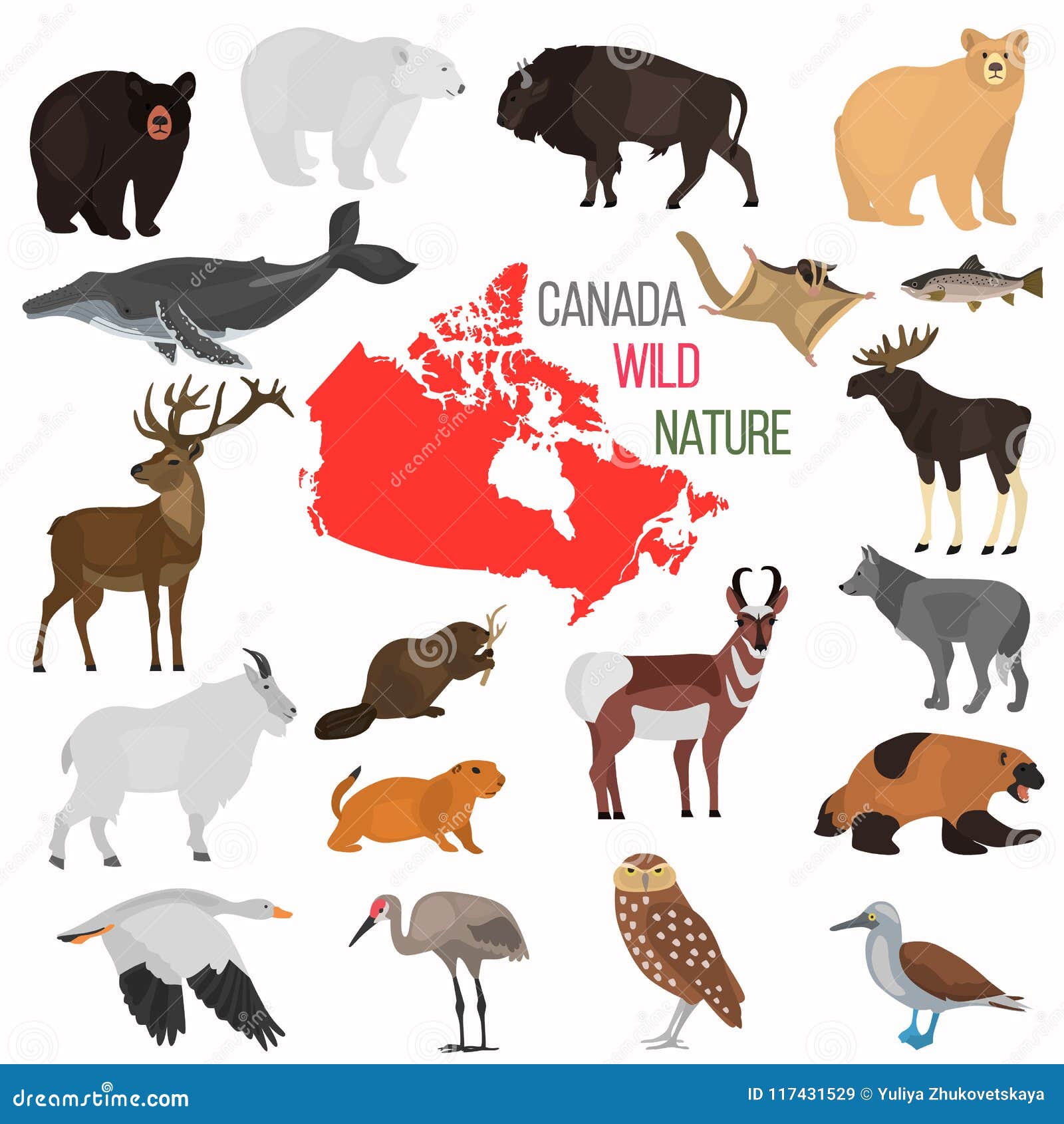Canada Color Map Cartoon Vector | CartoonDealer.com #6342147