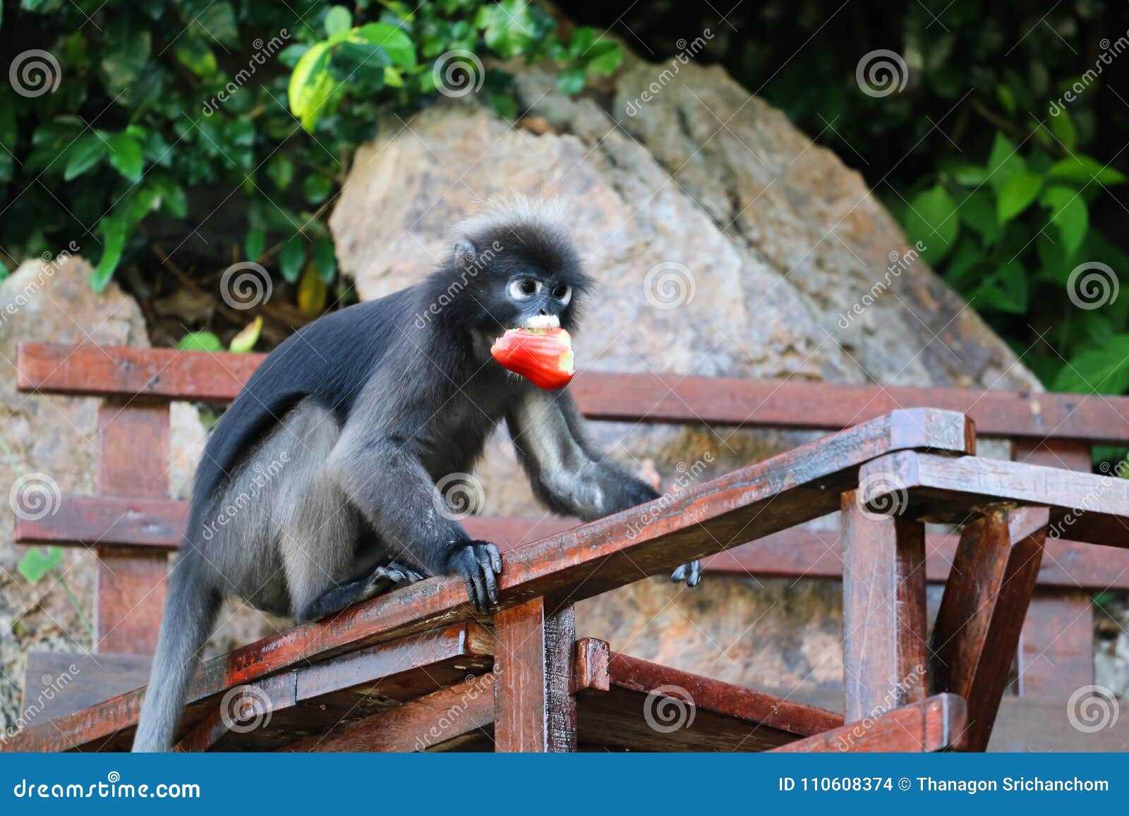 Wild Animals are Eating Fruit from the Tourist Feed Them Stock Photo - Image of background, mammal: 110608374 Wild Animals are Eating Fruit from the Tourist Feed Them Stock Photo - Image of background, mammal: 110608374