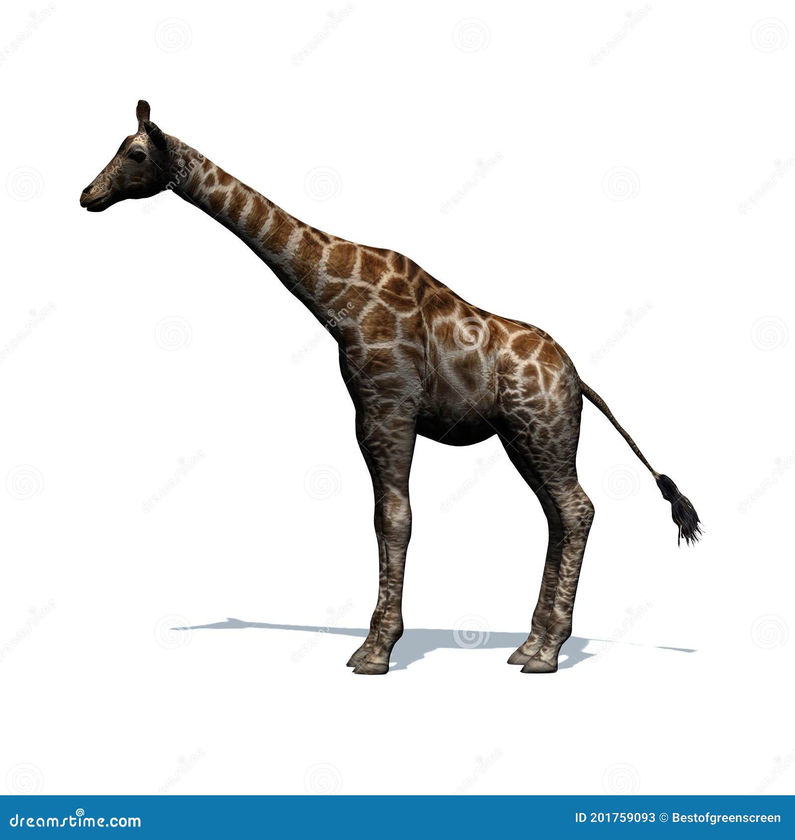 Wild Animals - Giraffe with Shadow on the Floor - Isolated on White Background Stock Illustration - Illustration of country, neck: 201759093 Wild Animals - Giraffe with Shadow on the Floor - Isolated on White Background Stock Illustration - Illustration of country, neck: 201759093