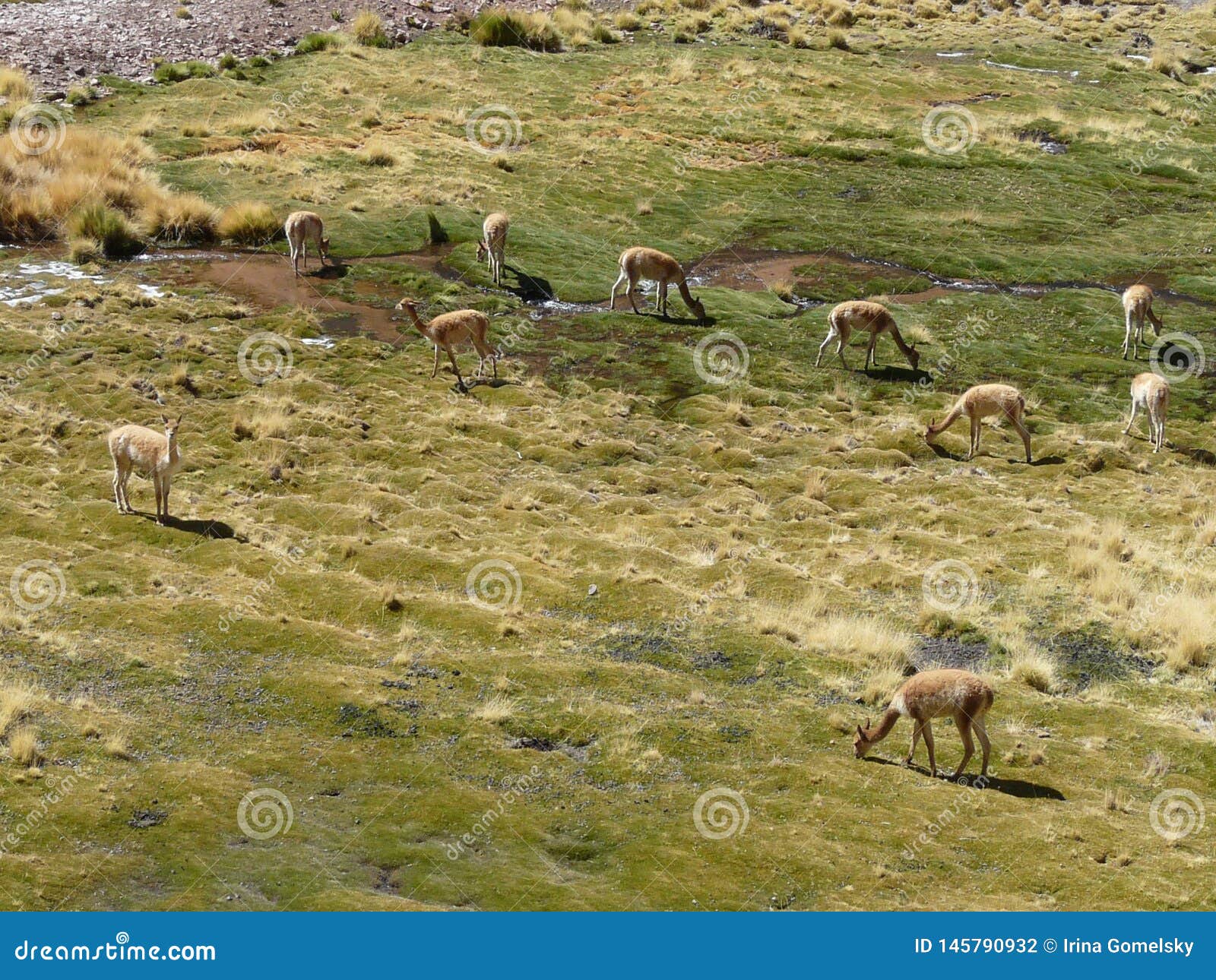 Wild animals lunch stock photo. Image of guanacos, plateau - 145790932