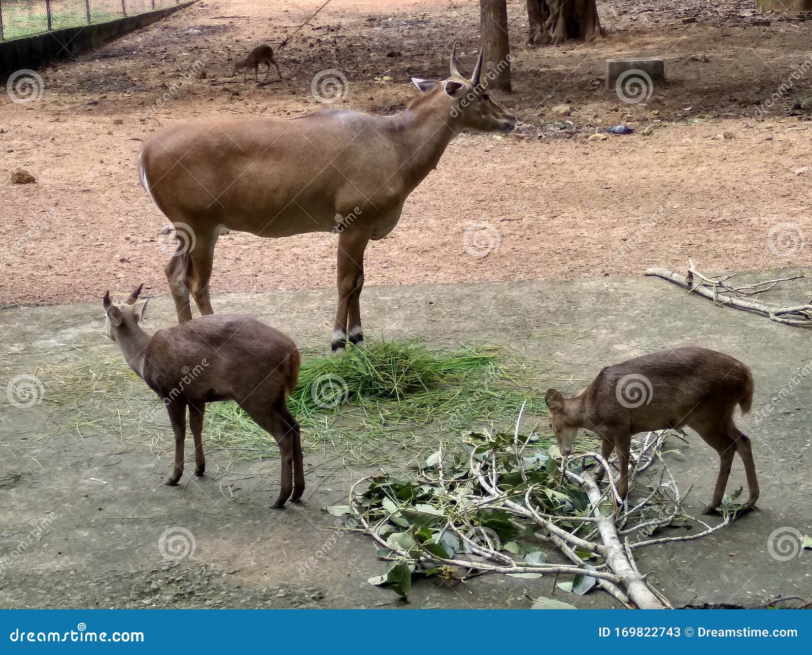 Wild animals stock image. Image of visitors, wild, visit - 169822743 Wild animals stock image. Image of visitors, wild, visit - 169822743