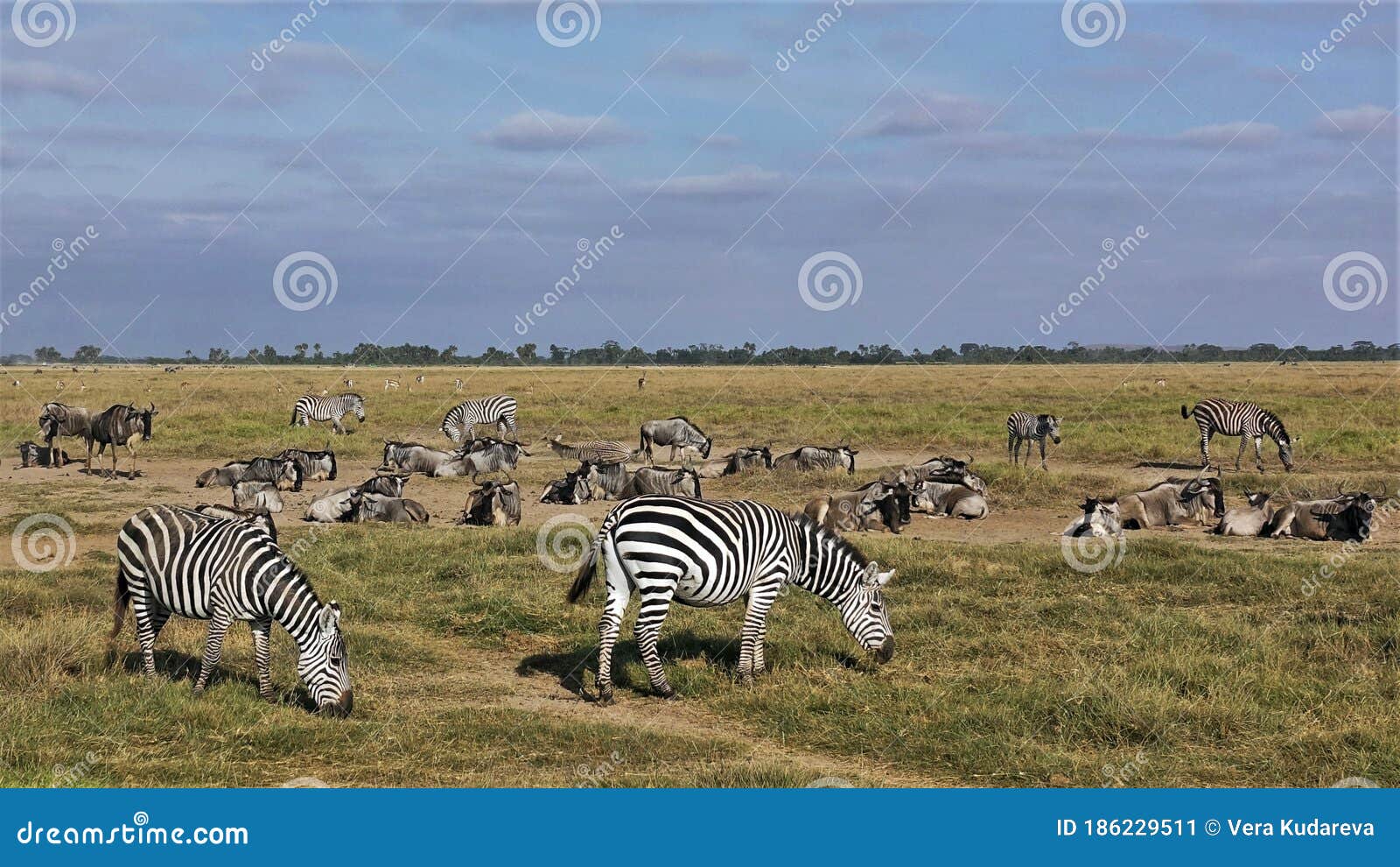 Wild Animals in the Savannah of Kenya. Group of Zebras, Impalas and  Wildebeests Stock Image - Image of group, impalas: 186229511