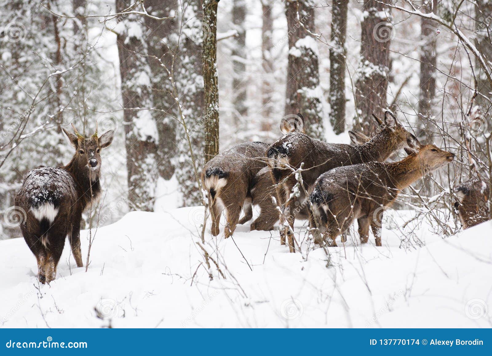 Wild Animals in Their Natural Habitat. Spotted Cervus Deer Family in Snowy Winter Forest Stock Photo - Image of nature, fallow: 137770174 Wild Animals in Their Natural Habitat. Spotted Cervus Deer Family in Snowy Winter Forest Stock Photo - Image of nature, fallow: 137770174