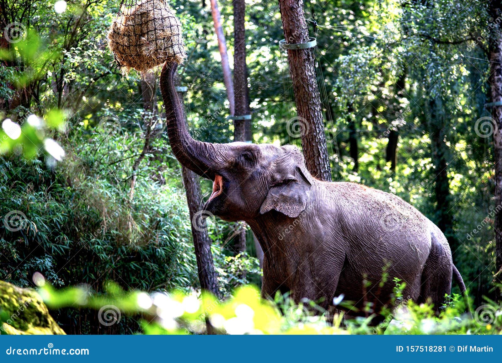 Decode Leia orkester Wild Animals. Wild Nature. Elephant. Stock Image - Image of poster, zebra:  157518281