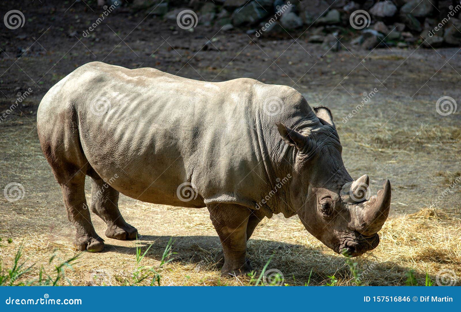 Wild Animals. Wild Nature. Rhinoceros. Stock Photo - Image of elephant, white: 157516846 Wild Animals. Wild Nature. Rhinoceros. Stock Photo - Image of elephant, white: 157516846