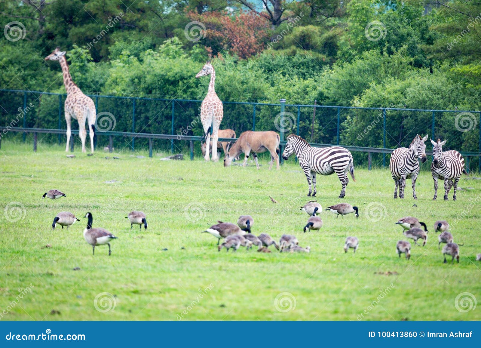 Wild Anumals Eating Grass in the Field Stock Photo - Image of anumals,  herbivore: 100413860