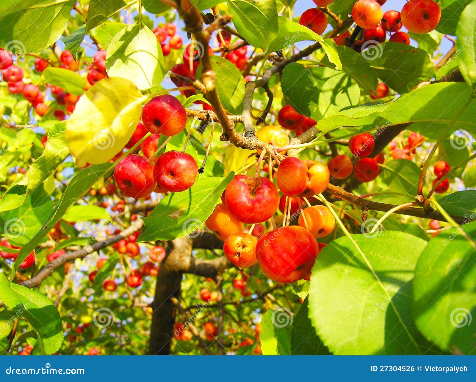 Wild Apple stock photo. Image of flora, malus, fruit 27304526