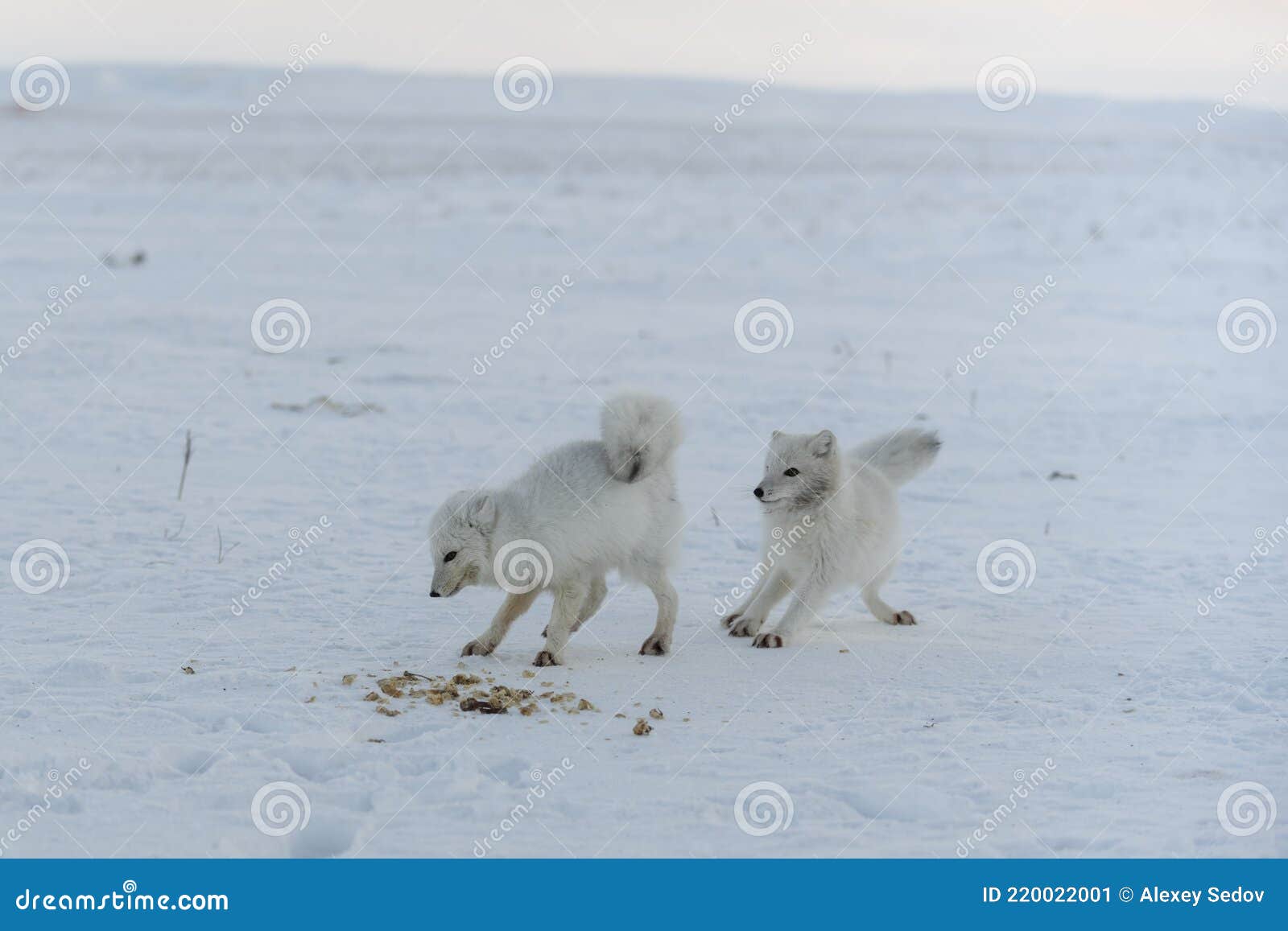 Wild Arctic Foxes Eating in Tundra in Winter Time Stock Image Image
