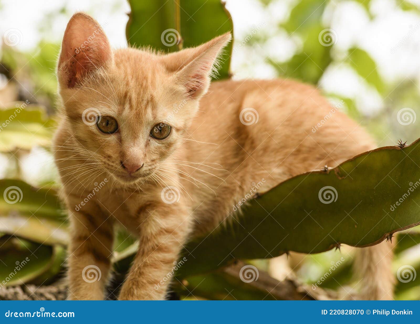 Wild Asian Cat Living Close To Human Habitation but Never Becoming Pets,  Doing Extreme Damage To Native Wildlife and Ecosystem Stock Photo - Image  of imported, wild: 220828070