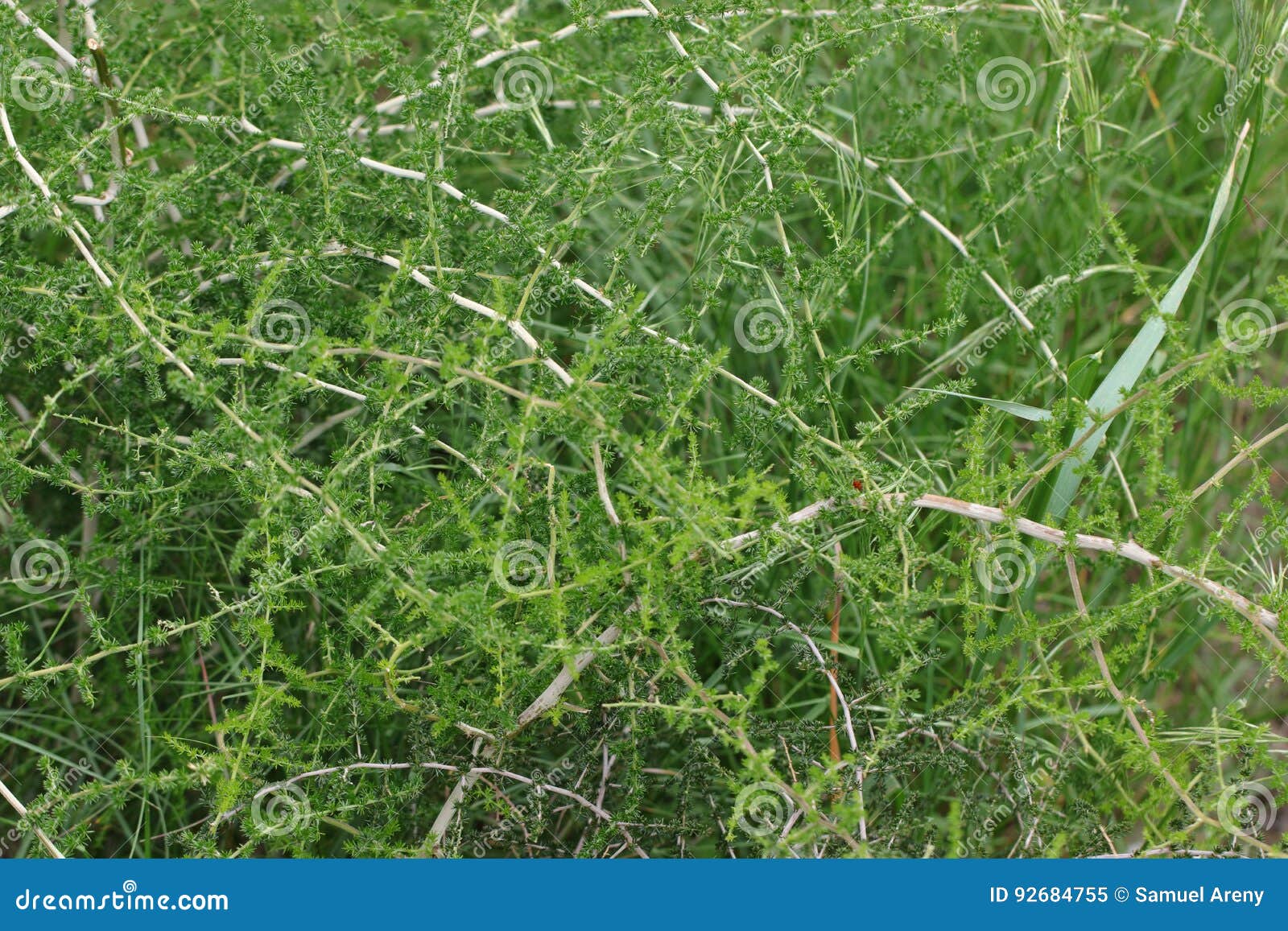 Wild asparagus plant stock image. Image of bloom, foliage 92684755