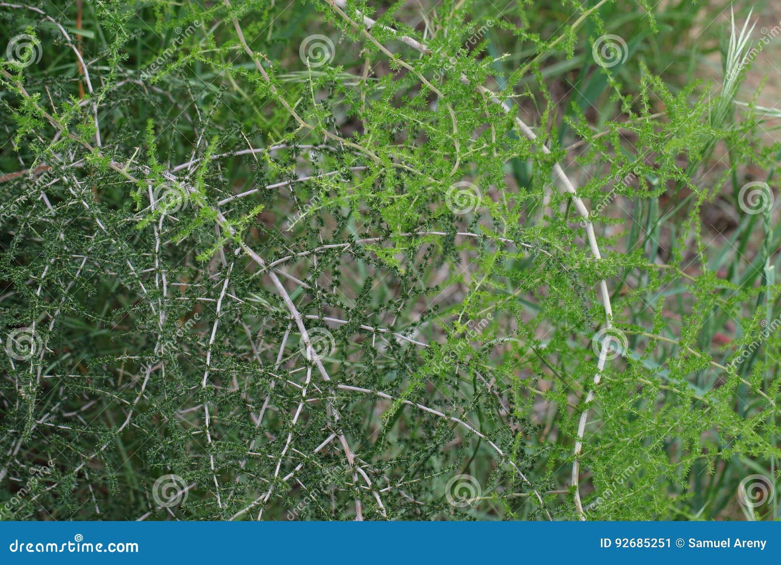 Wild asparagus plant stock image. Image of angiosperms 92685251