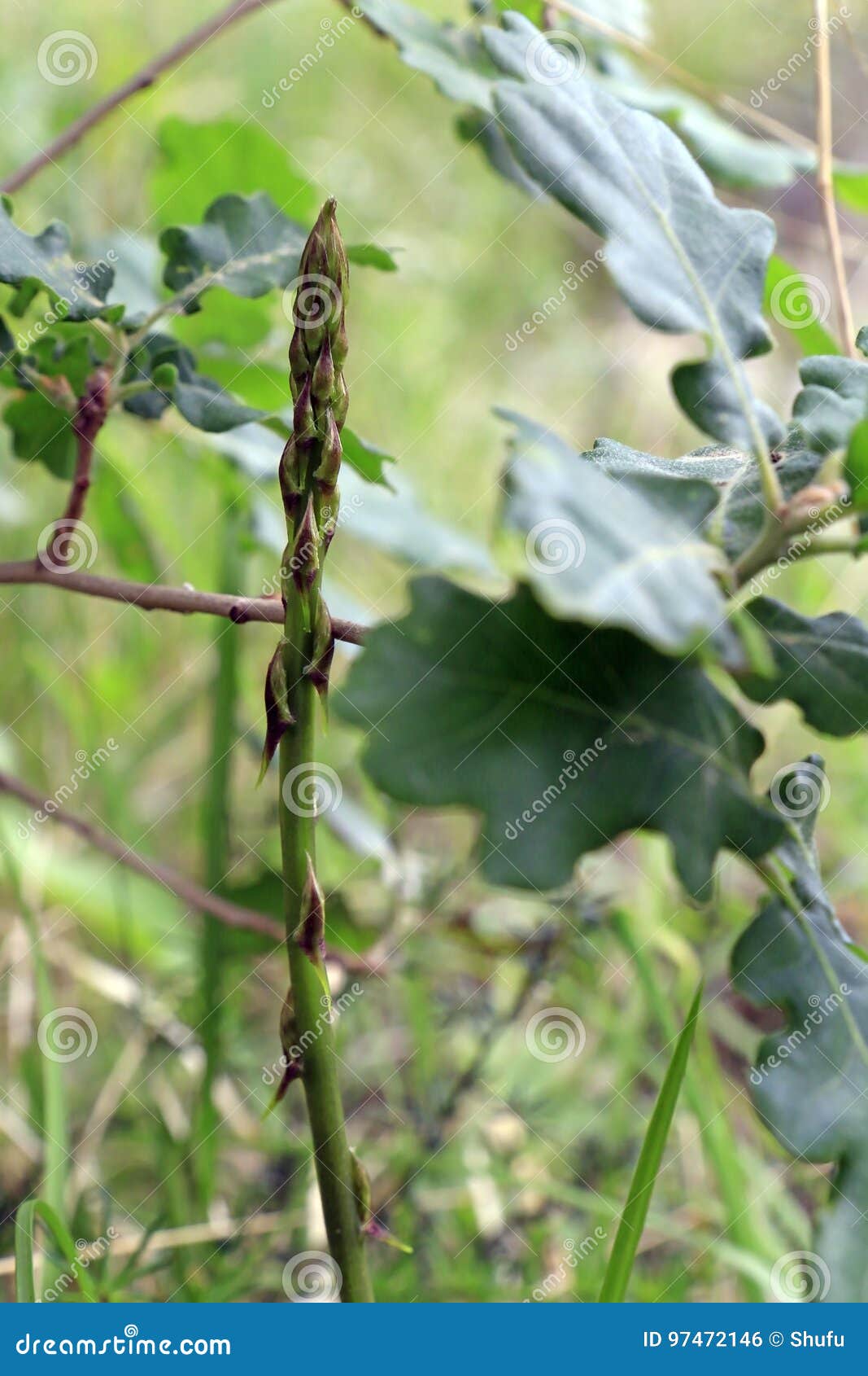 Wild asparagus stock photo. Image of macro, herbs, meal 97472146
