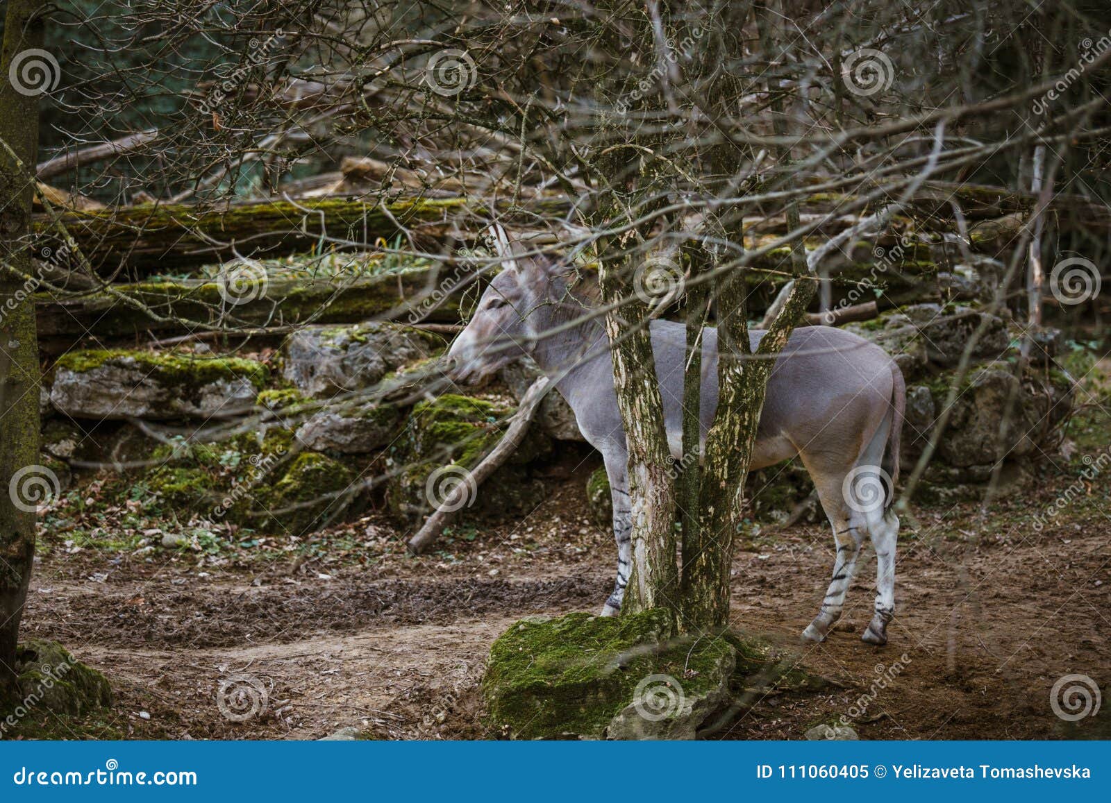 wild gray donkey with white stripes walks, moves among trees, on its territory in the zoo