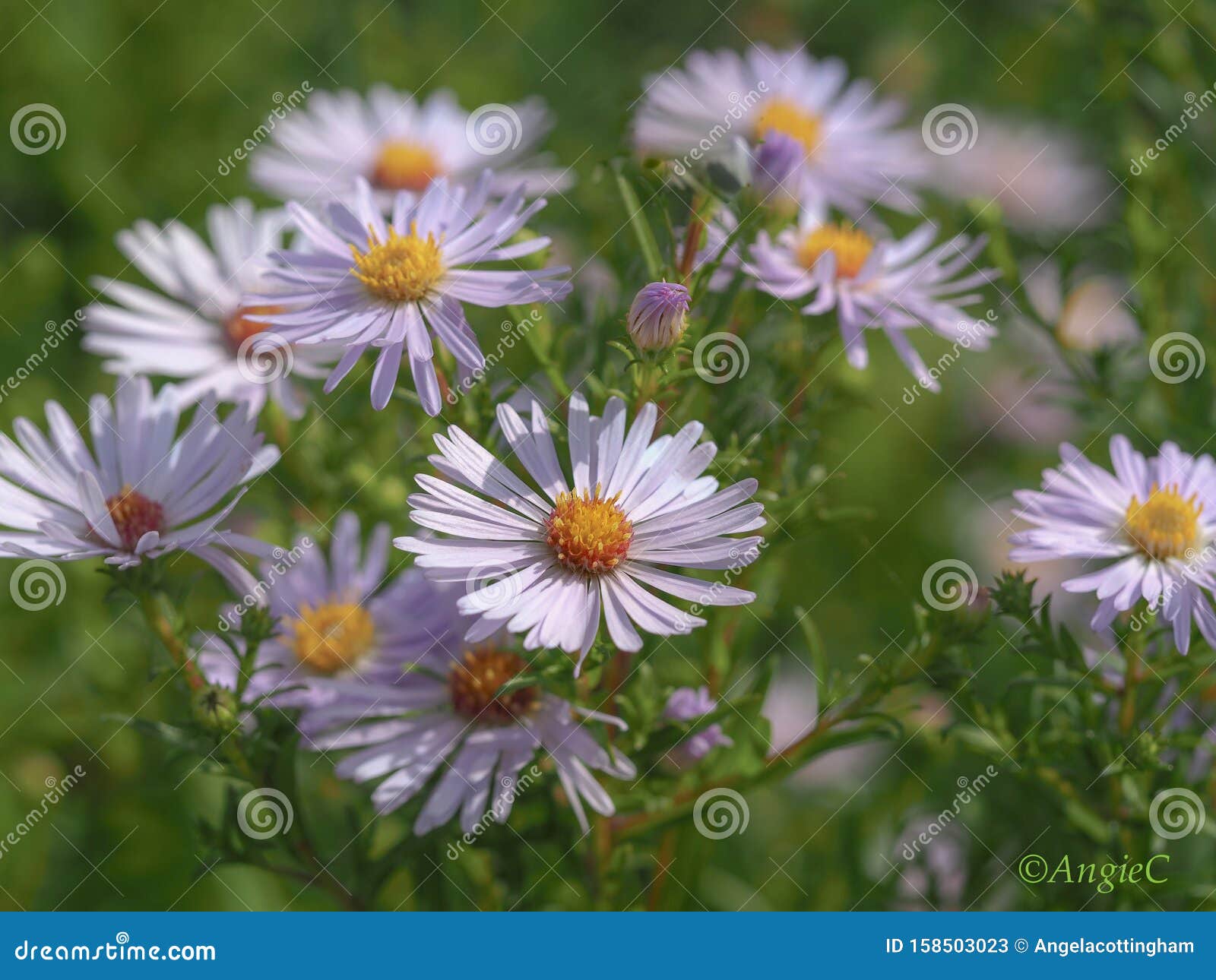 1 024 Wild Asters Photos Free Royalty Free Stock Photos From Dreamstime