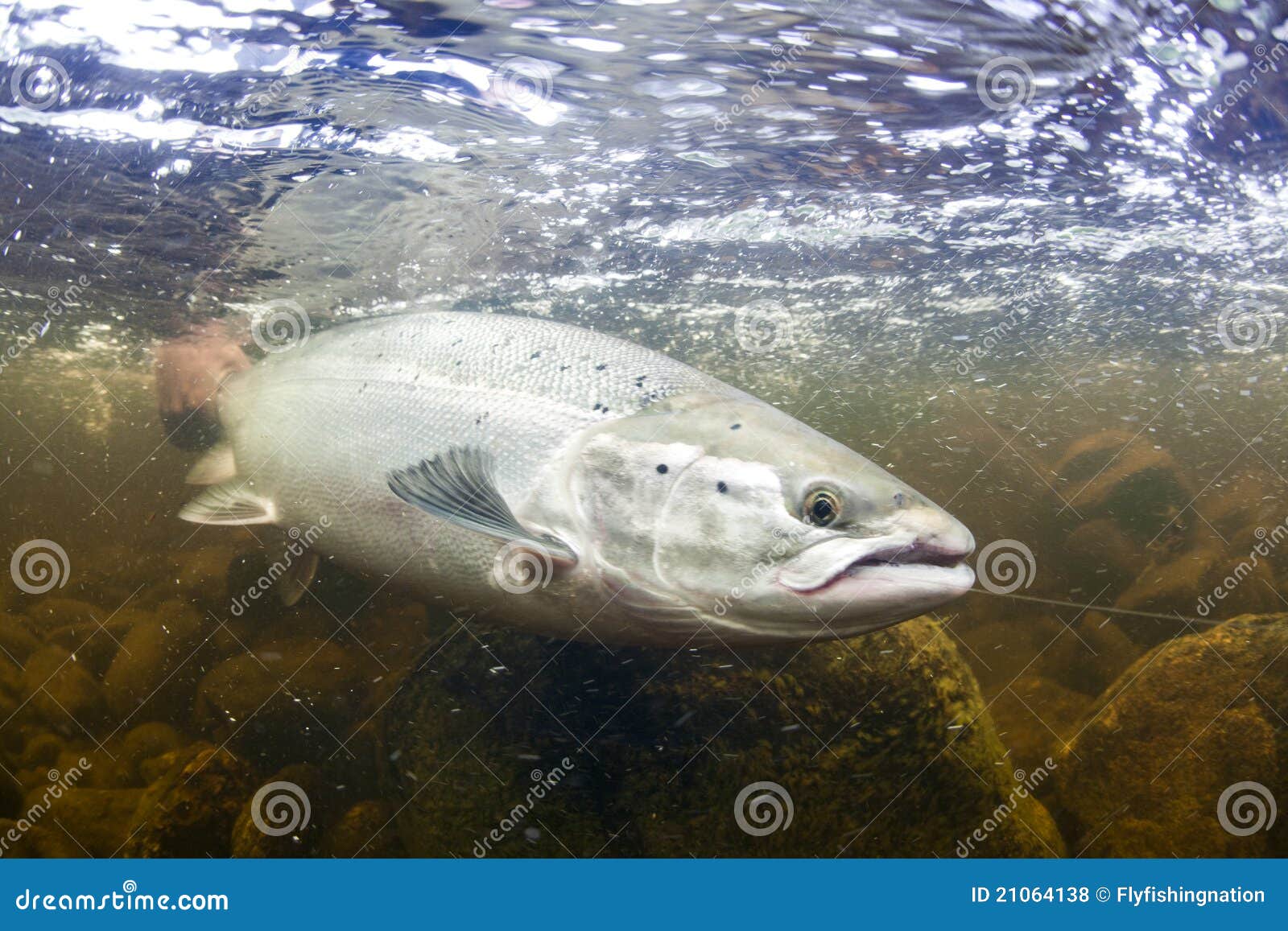 wild atlantic salmon underwater