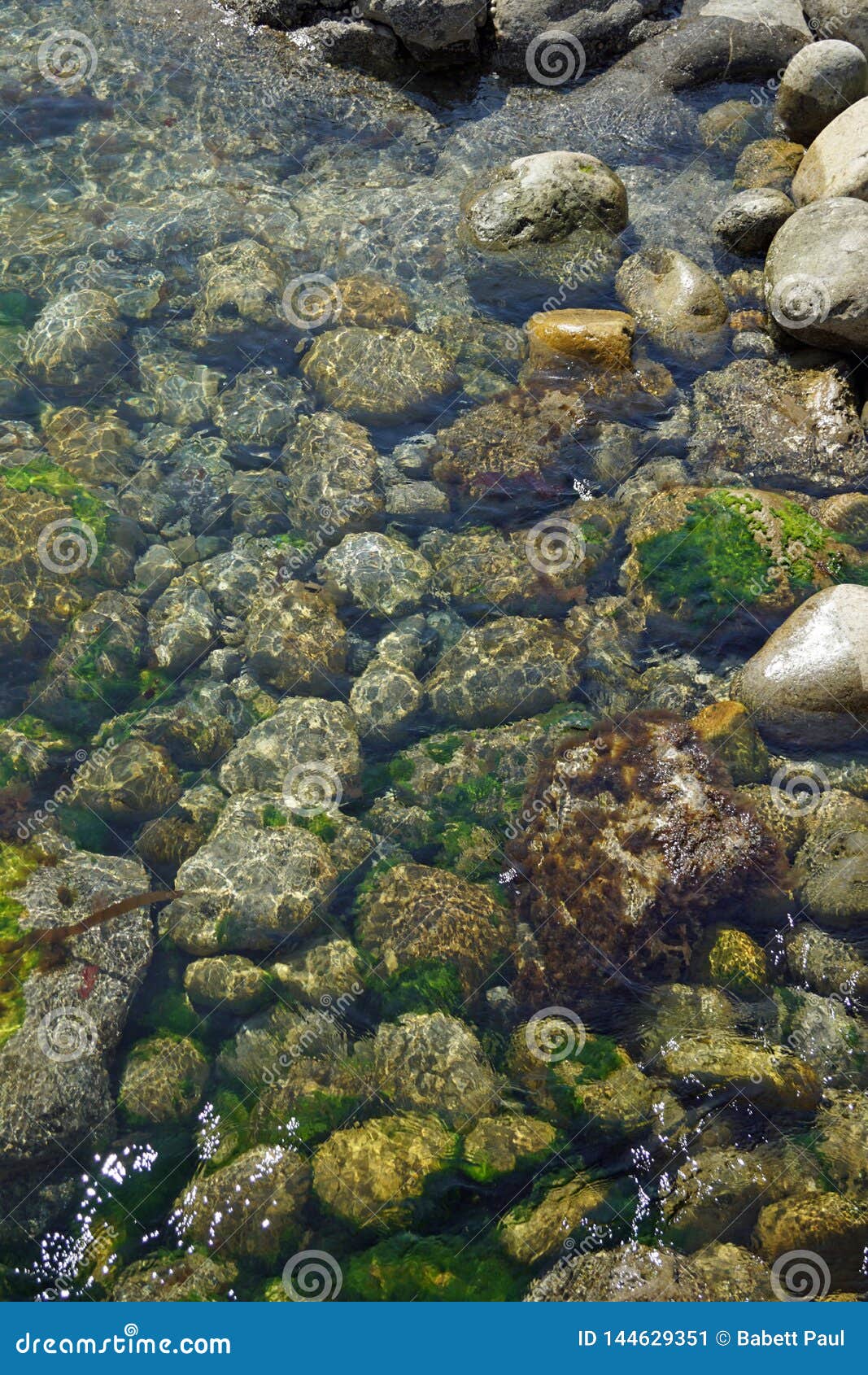wild atlantic way  underwater life on the coast at st johns  point