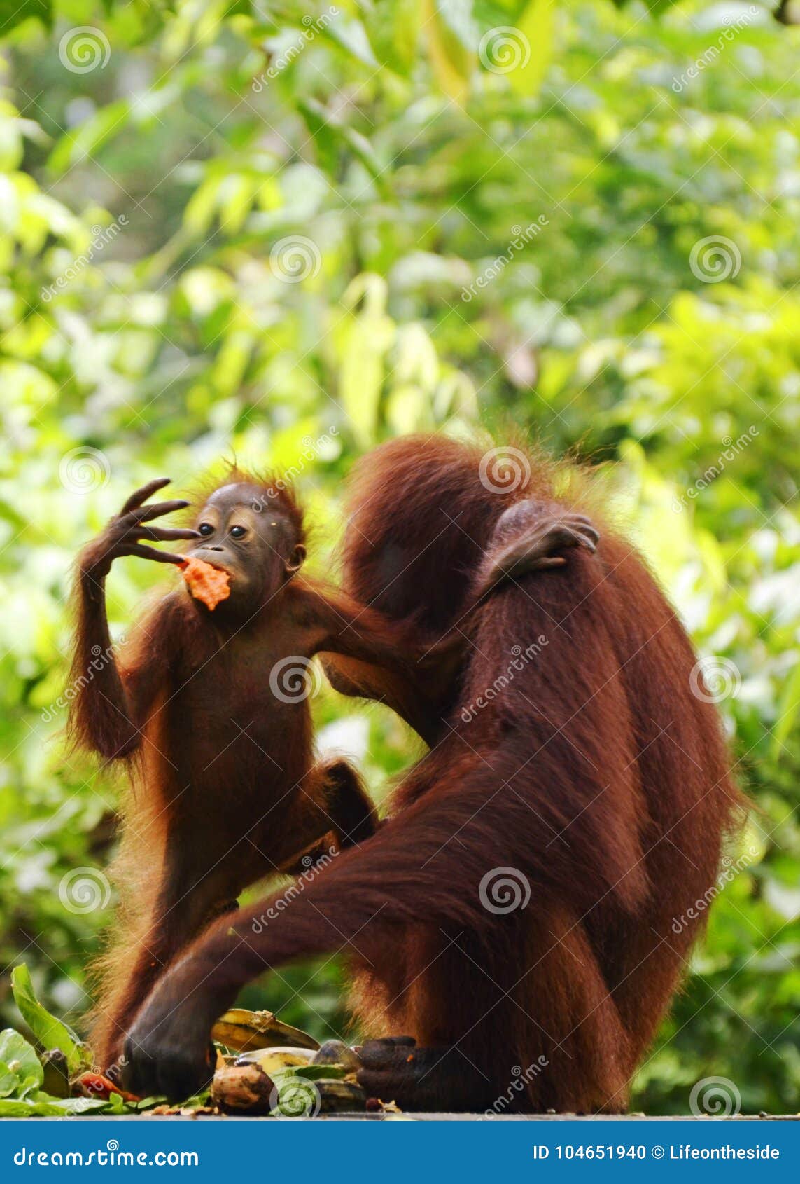 Wild Baby and Mom Orangutans Borneo Phone Wallpaper Stock Photo