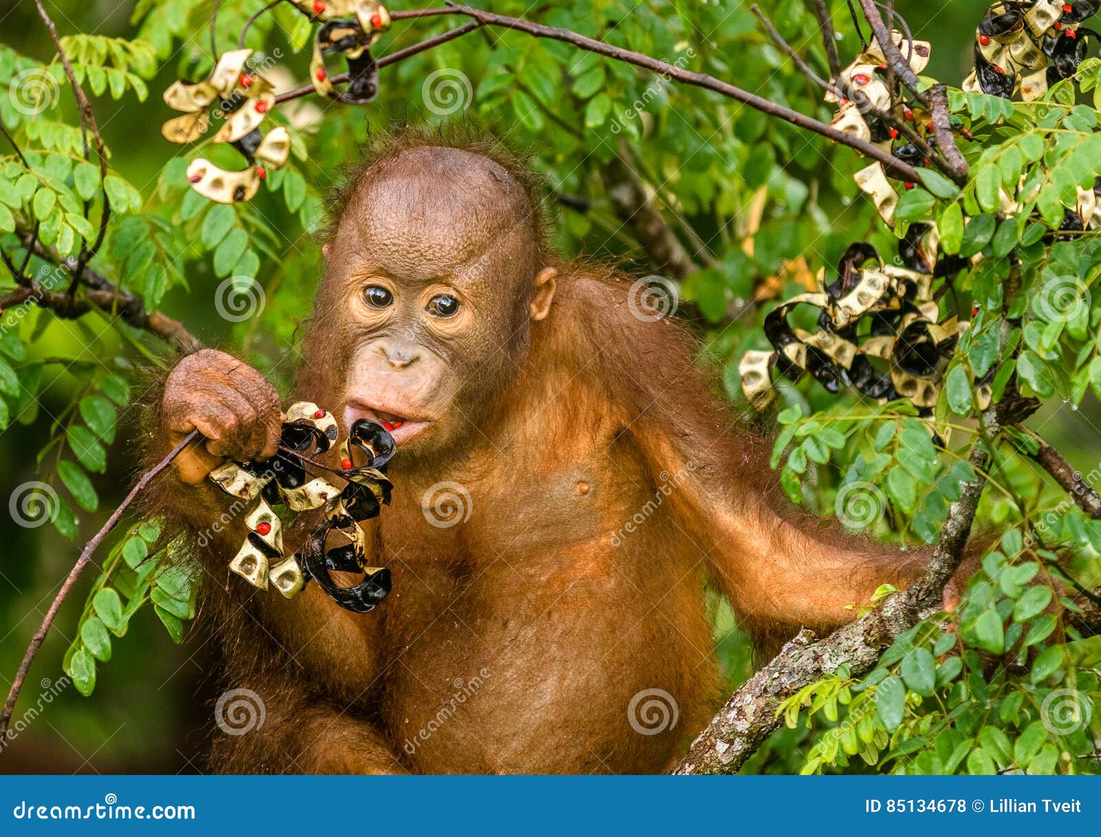 Wild Baby Orangutan Eating Red Berries in the Forest of Borneo Malaysia  Stock Photo - Image of emotions, expression: 85134678