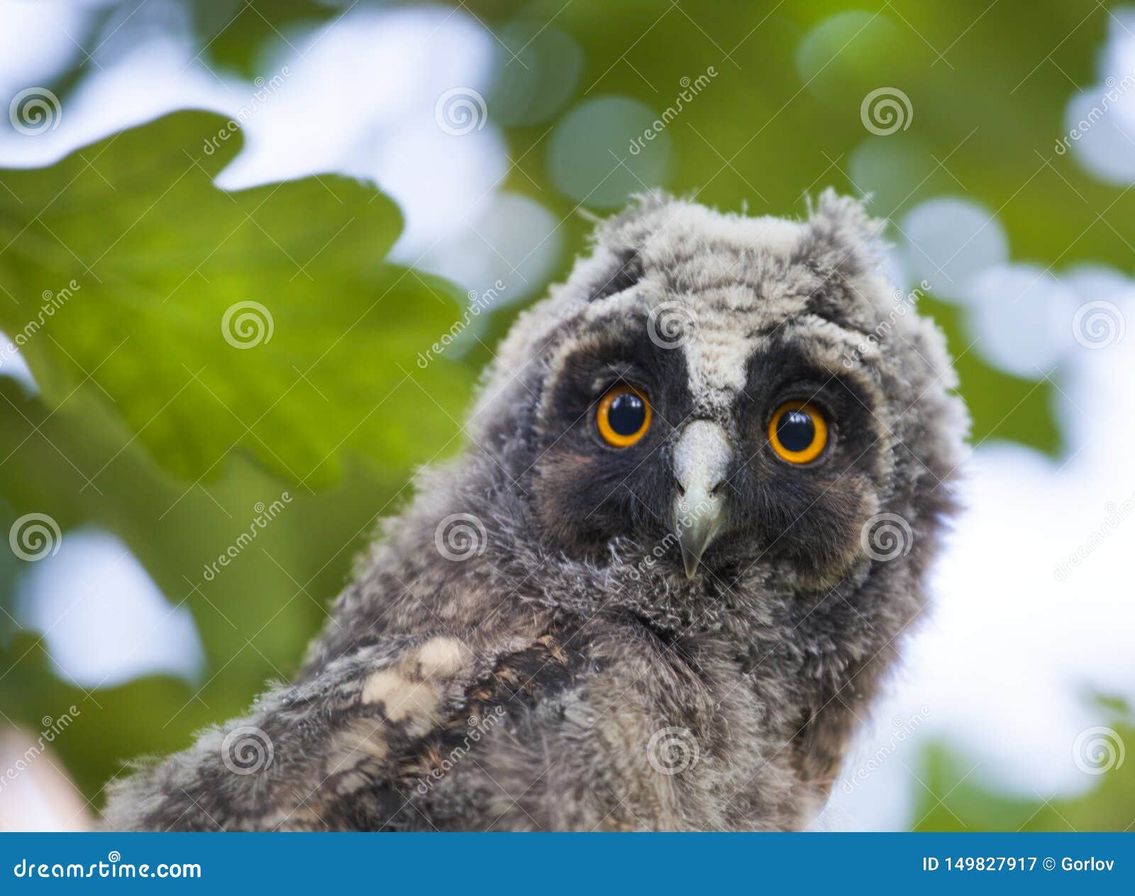 Wild Baby Owl Tree Background Stock Image Image of bali, animal