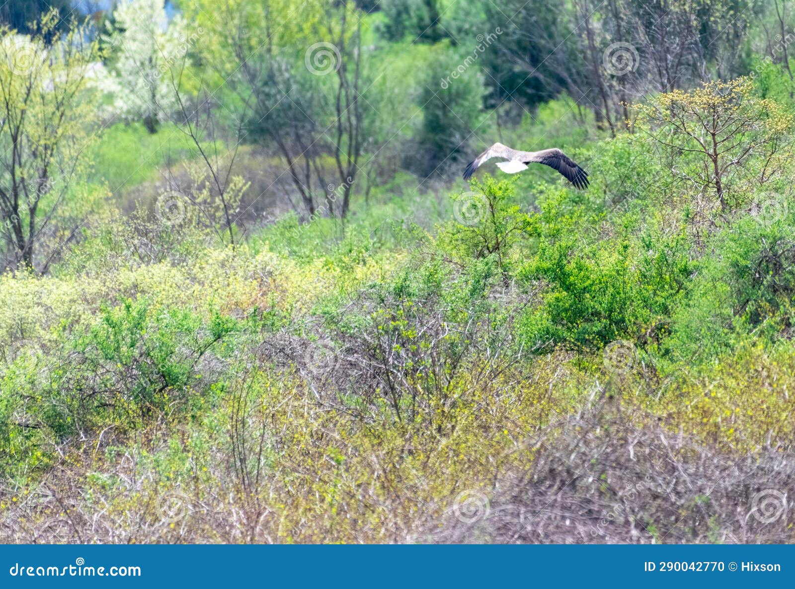 Bald Eagle Flying Away Over Tree Tops Stock Photo - Image of wilderness