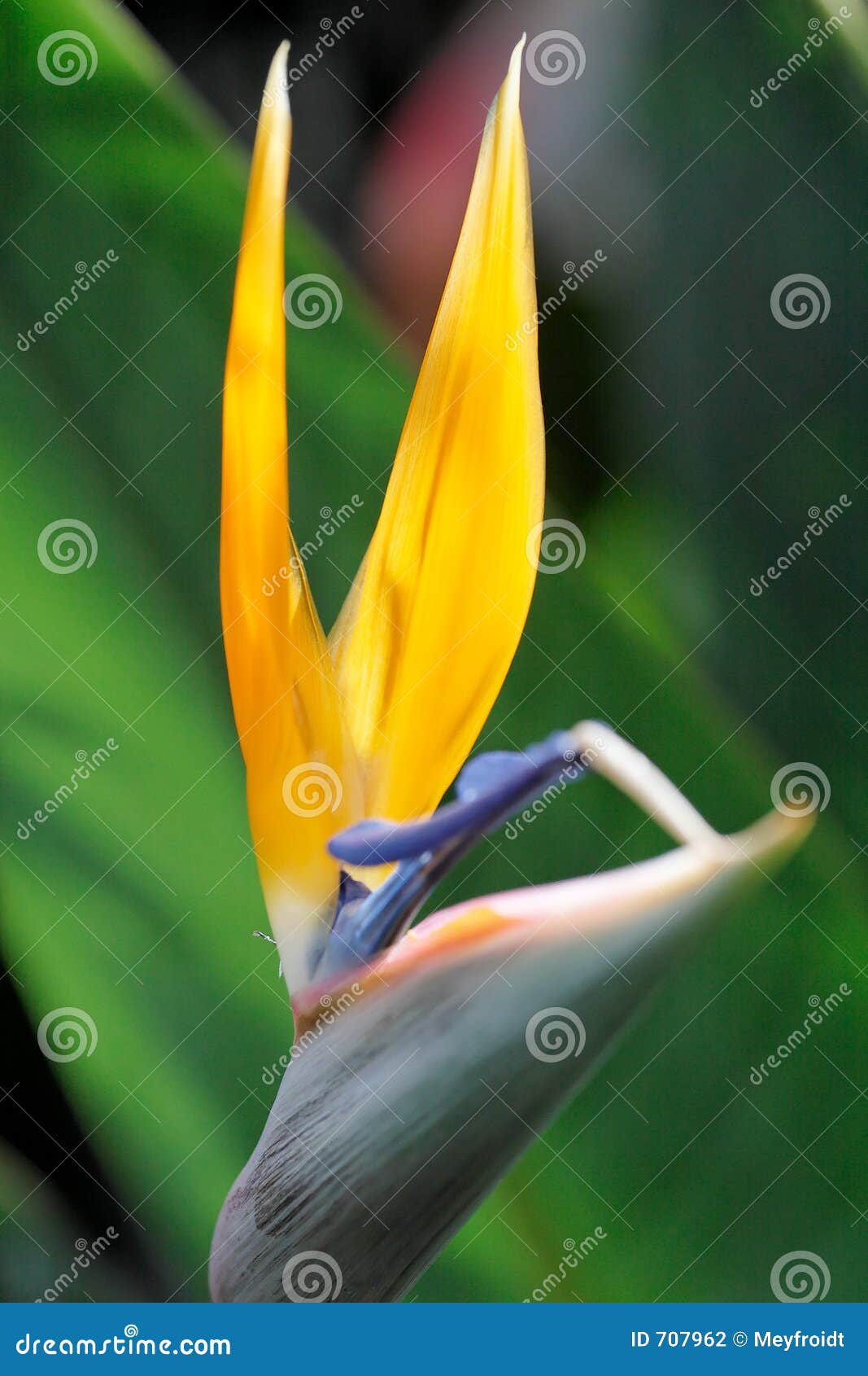 wild banana (ensete ventricosum)