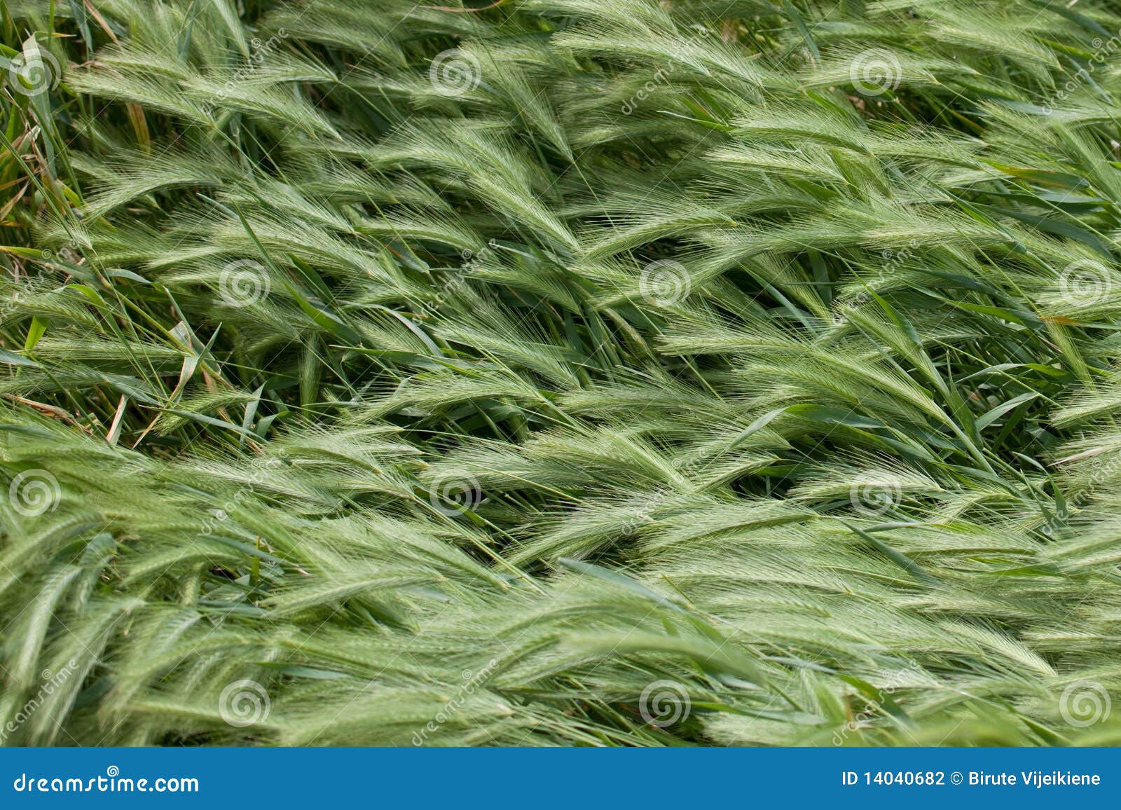 Скачать файл windy flora