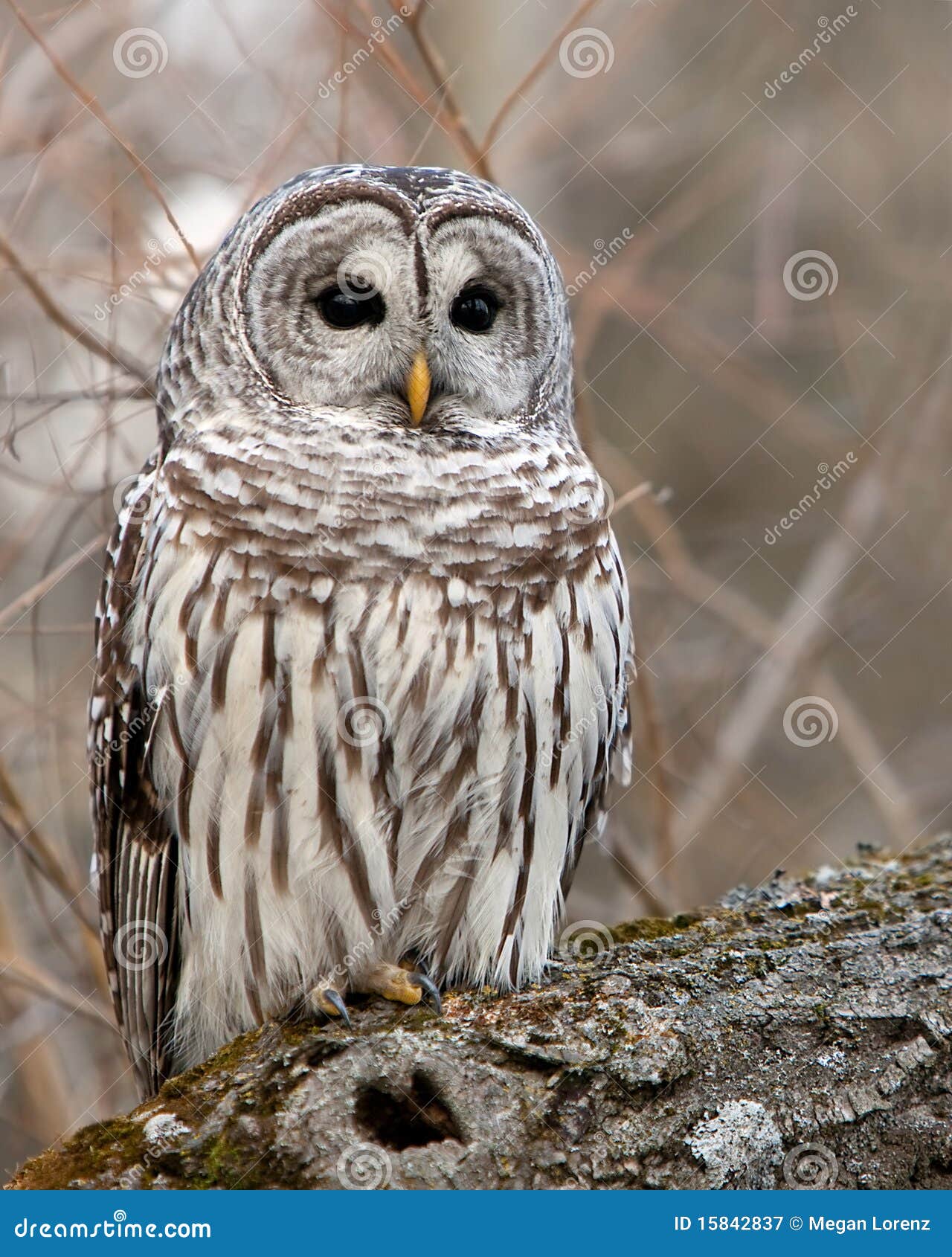 wild barred owl