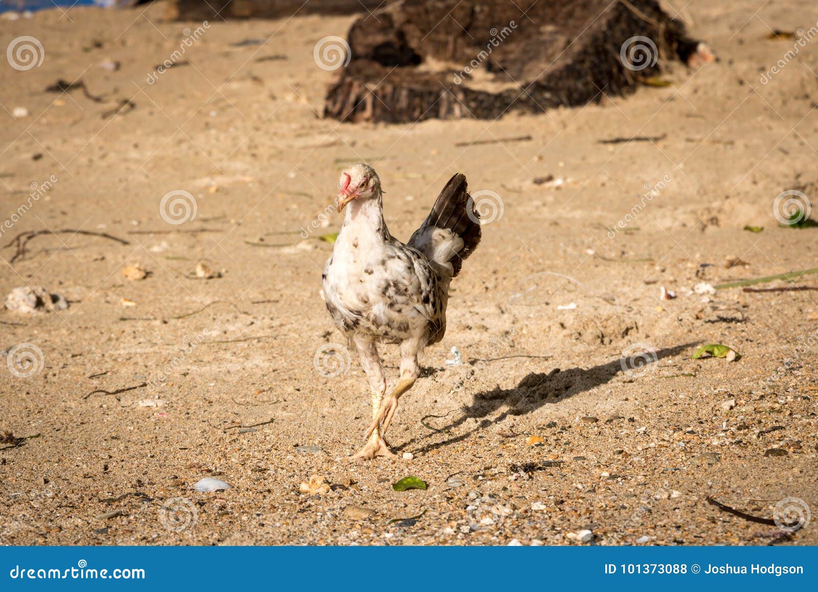 Wild Beach Chicken. stock photo. Image of chicken, beach - 101373088