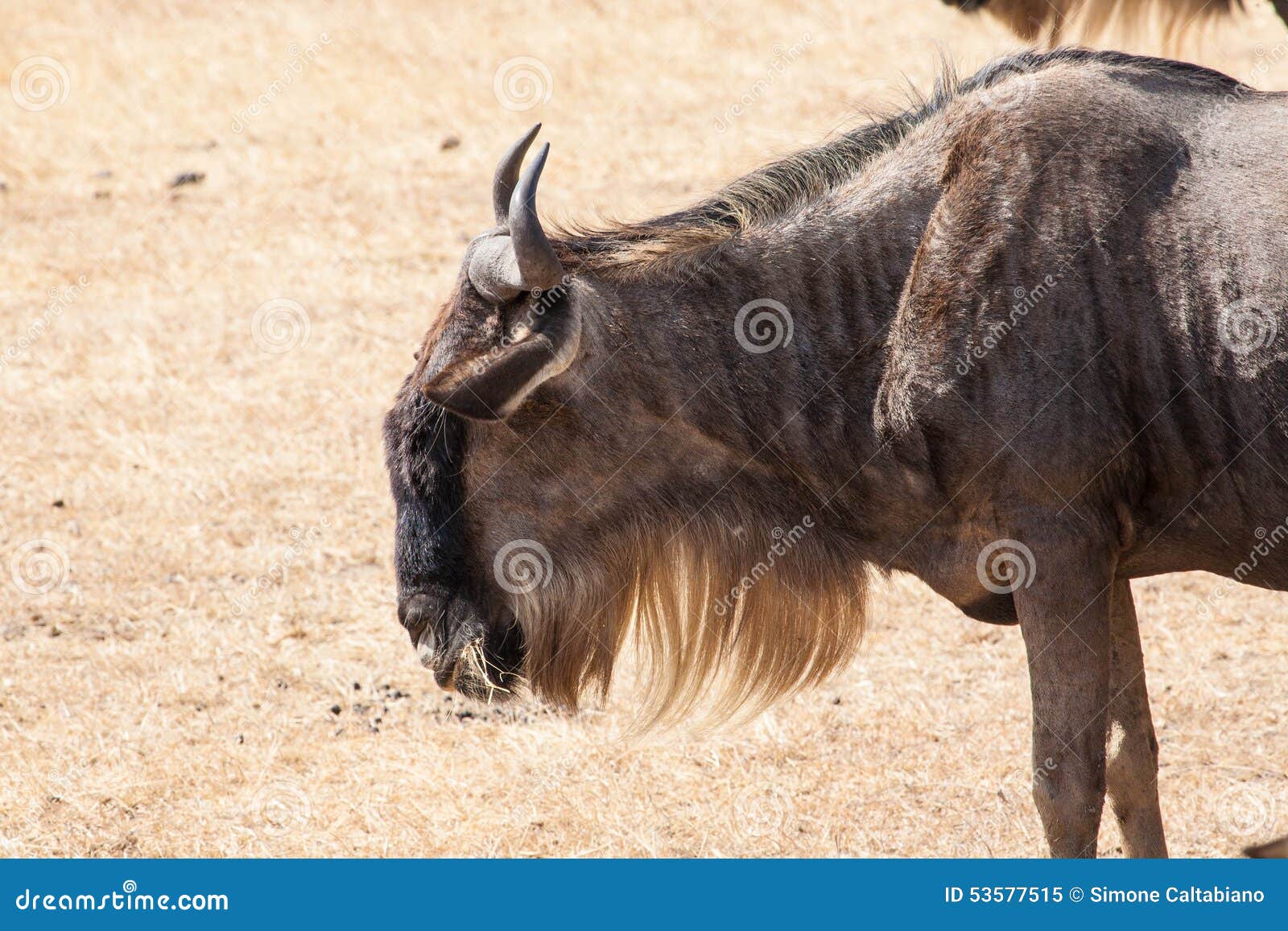 Wild beast stock image. Image of herd, ecology, evening - 53577515