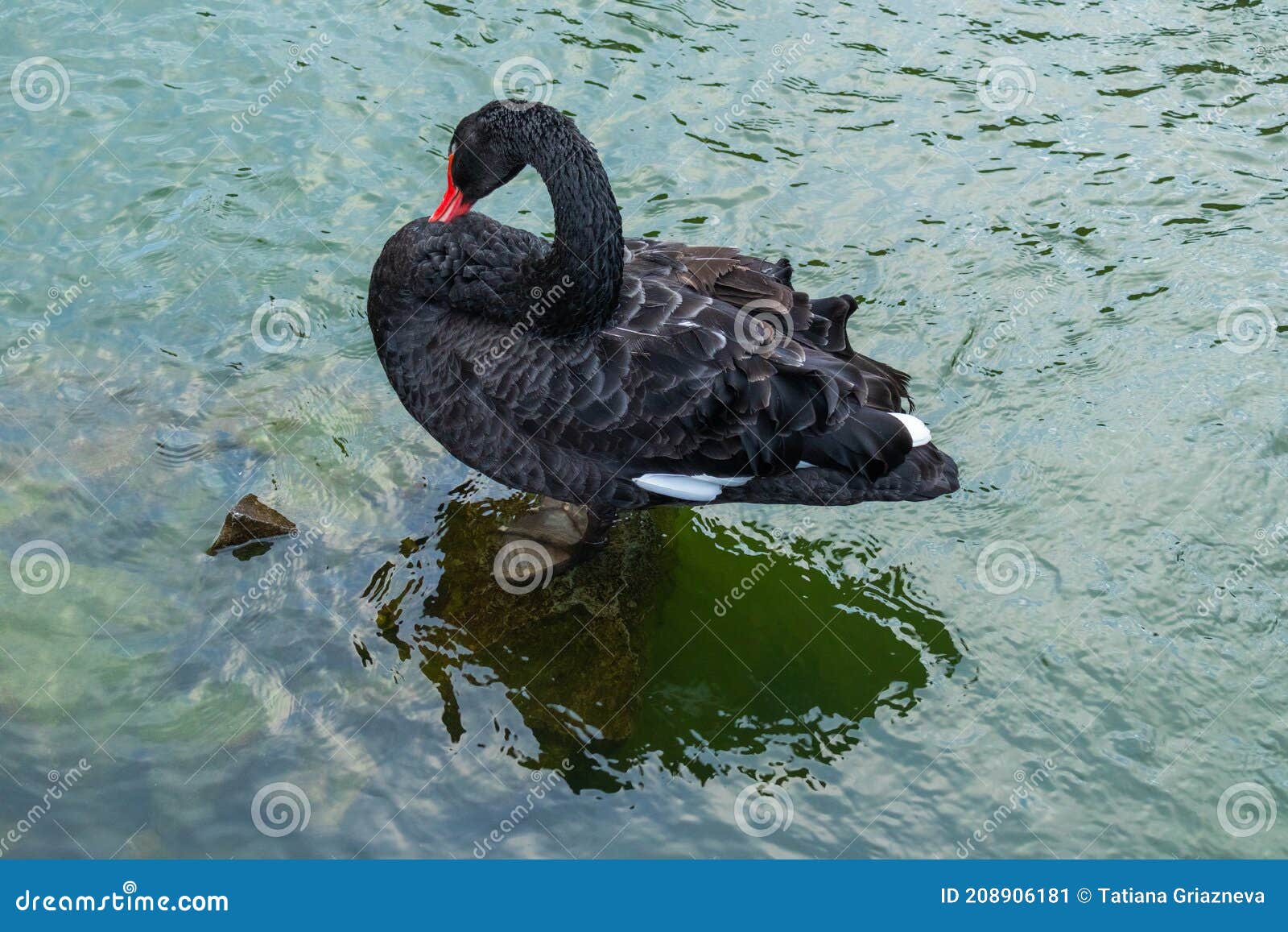 Wild Beautiful Big Bird Black Swan - of black, beautiful: 208906181