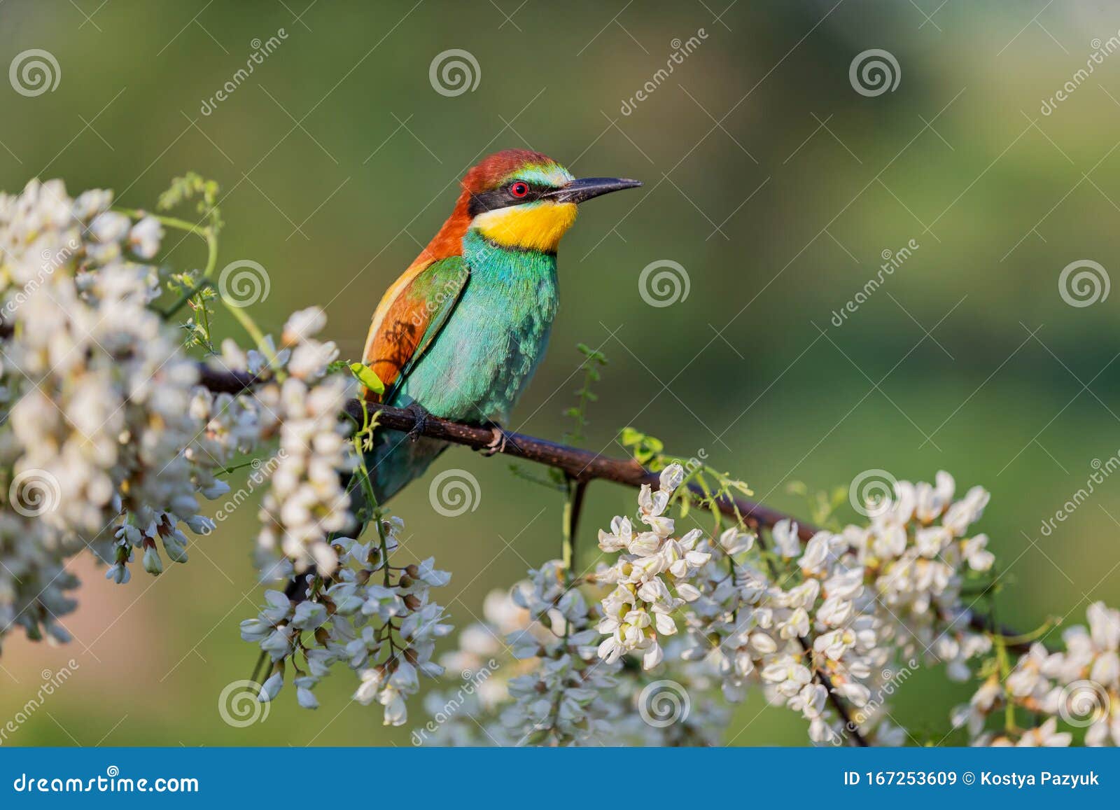 Wild Beautiful Bird on a Flowering Tree Stock Image Image of missile, bird 167253609