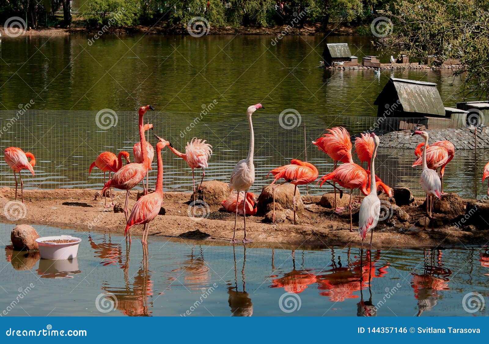 Wild Beautiful Pink Flamingos On The Lake Stock Photo Image Of