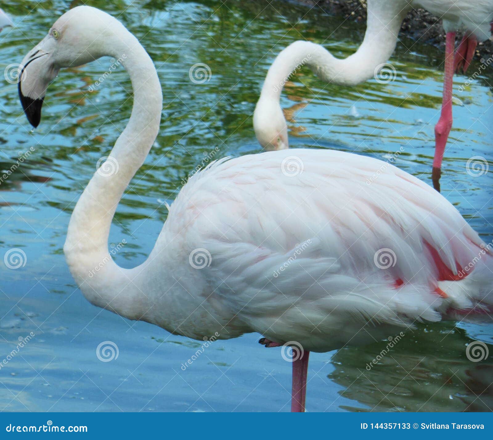 Wild Beautiful White Flamingos on the Lake. Stock Image - Image of white, beautiful: 144357133 Wild Beautiful White Flamingos on the Lake. Stock Image - Image of white, beautiful: 144357133