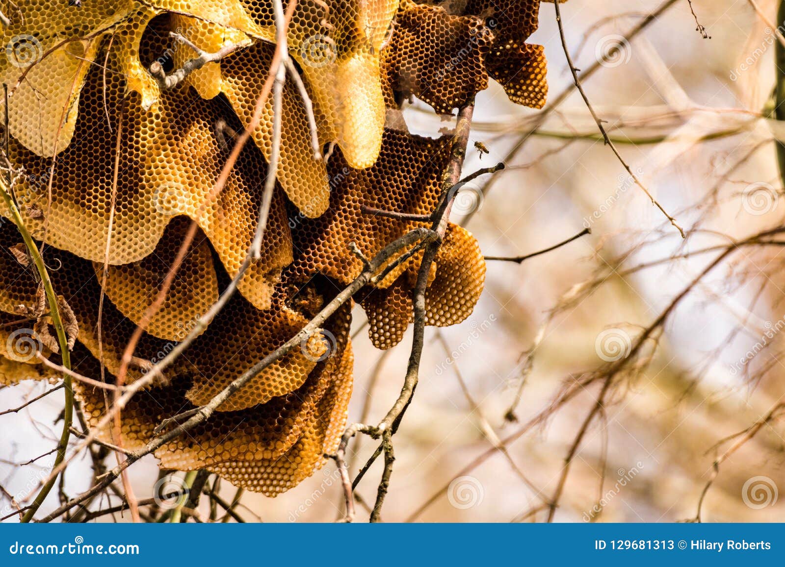 Wild Beehive Hanging On A Dead Tree Branch With Sun Shining Through Sun
