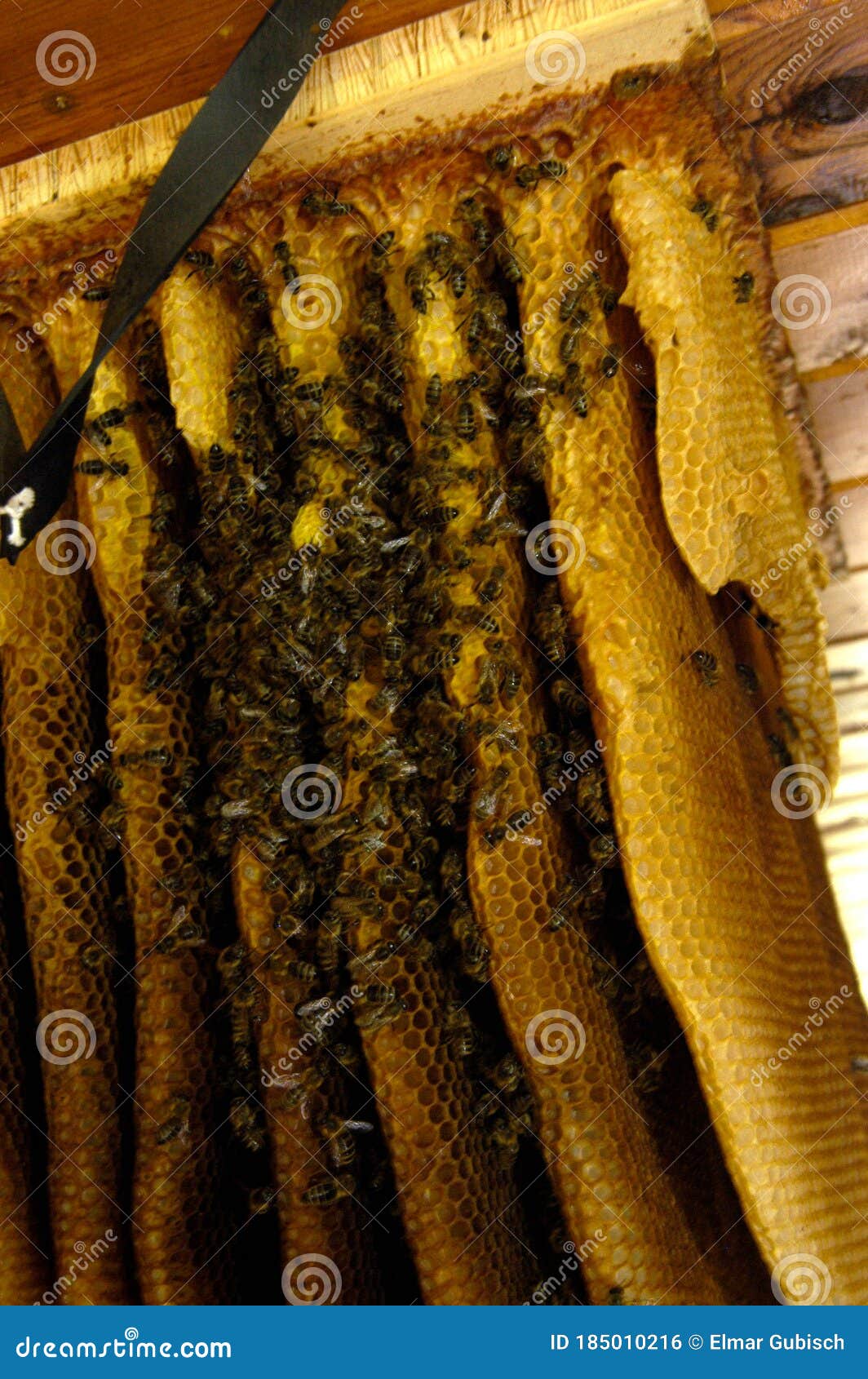 Wild Bees and in the Attic Stock Photo Image of flight