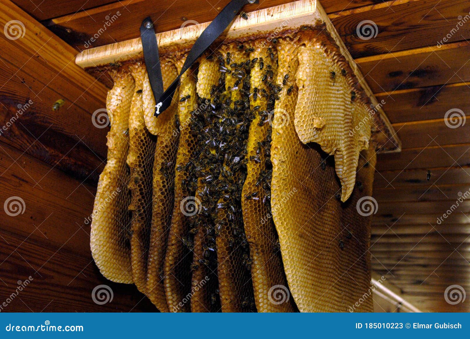 Wild Bees and in the Attic Stock Image Image of mite
