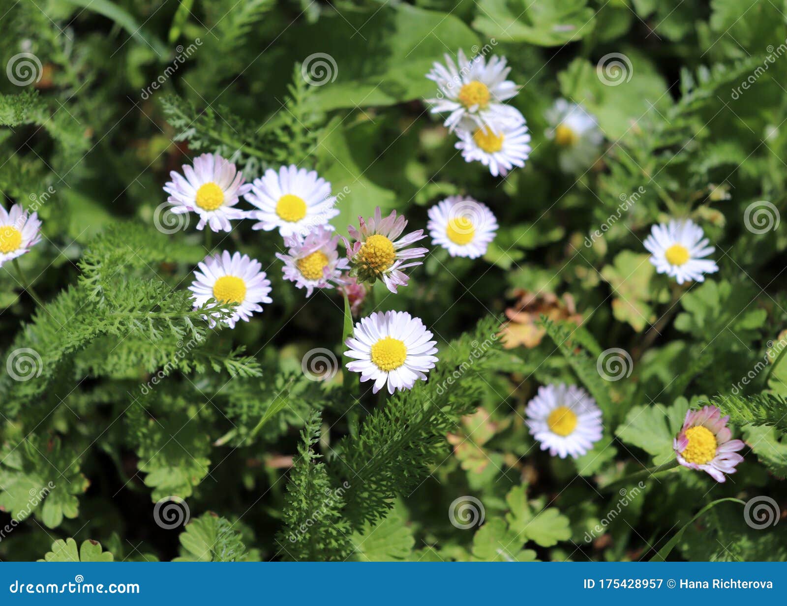 Wild Bellis Perennis Flowers In Meadow Bellis Is A Genus Of Flowering Plants In The Daisy Family The Genus Includes The Stock Image Image Of Botany Freshness