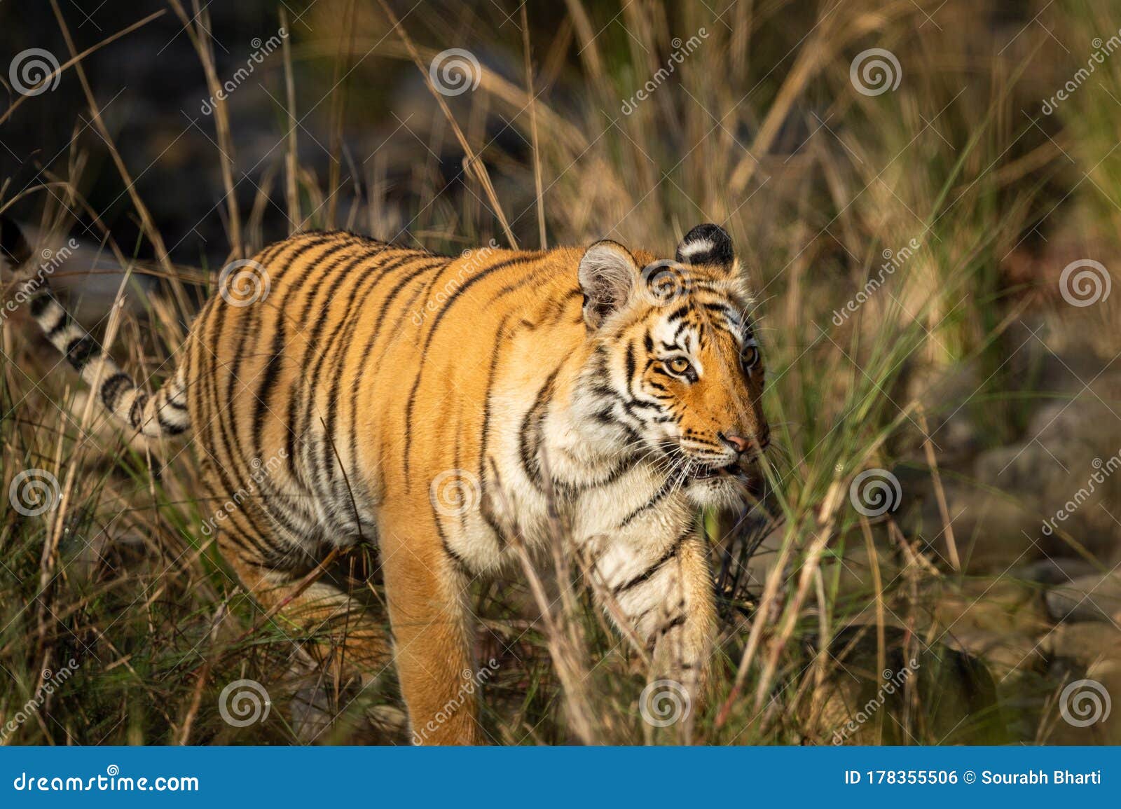 wild bengal tiger at dhikala zone of jim corbett national park