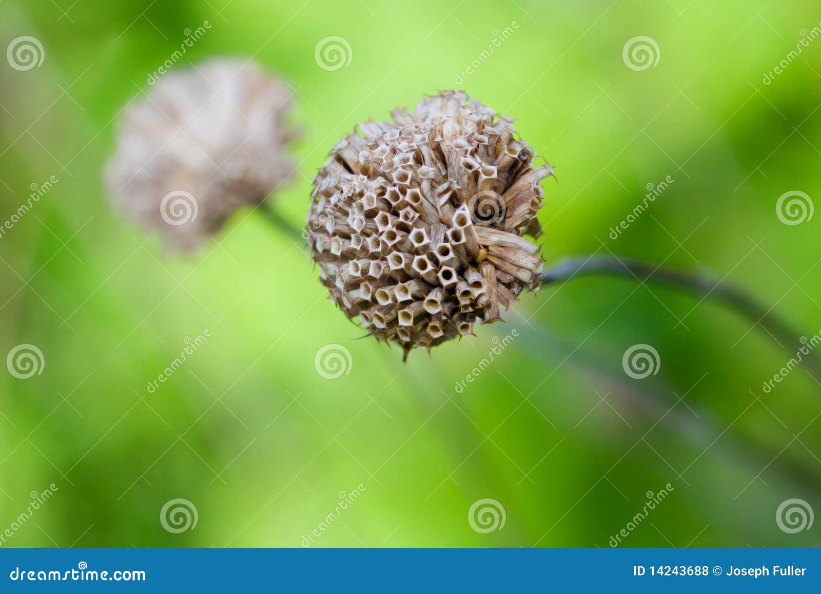 wild bergamot (monarda fistulosa)