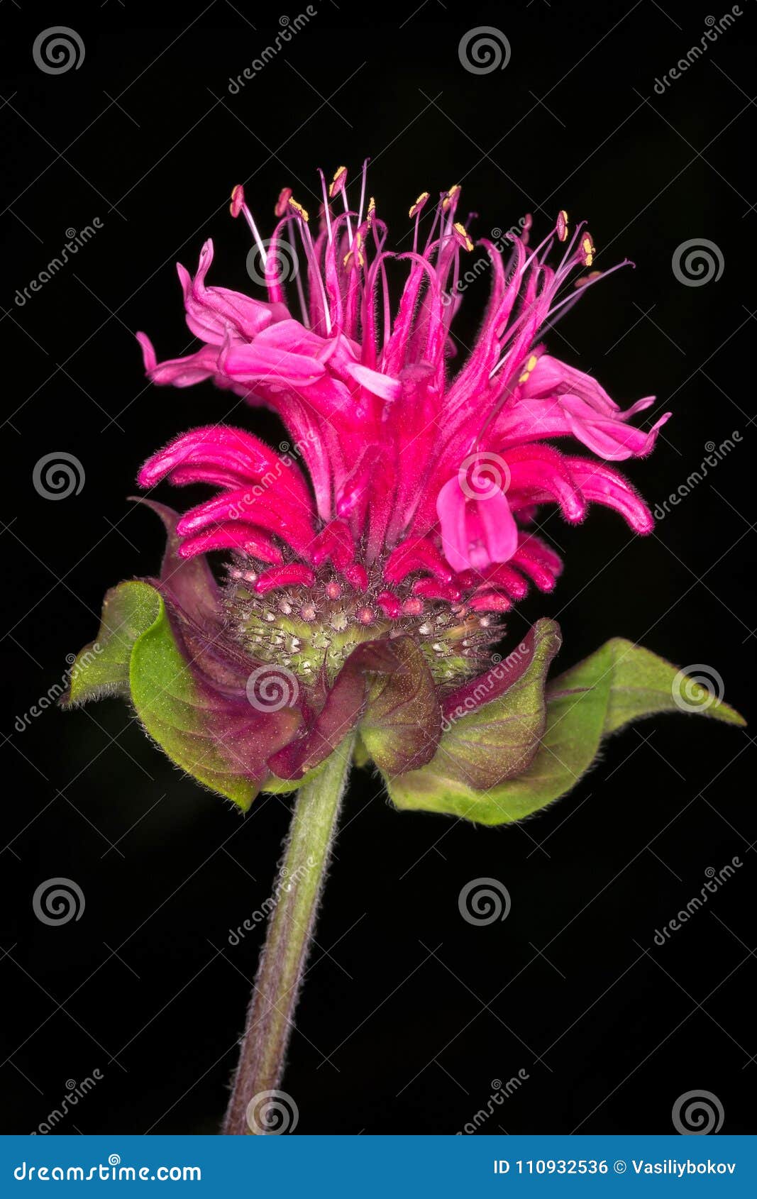 wild bergamot monarda fistulosa. blooming flower