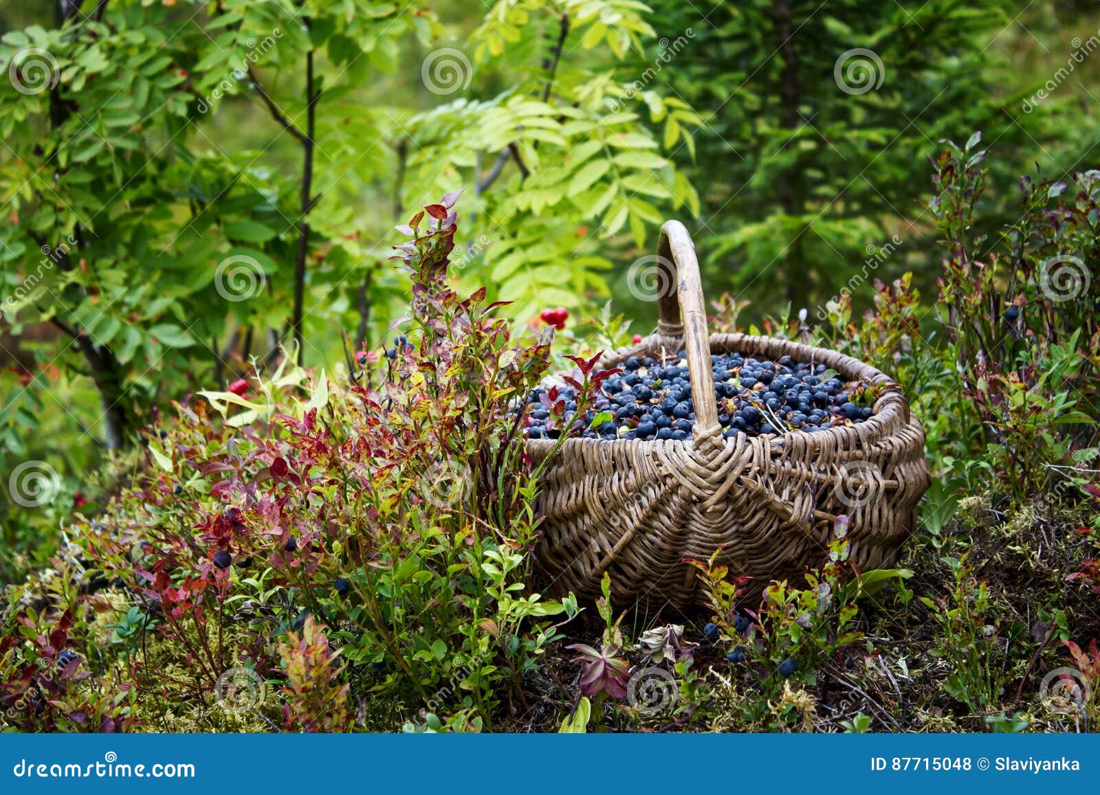 Wild berries in a basket stock photo. Image of nature 87715048