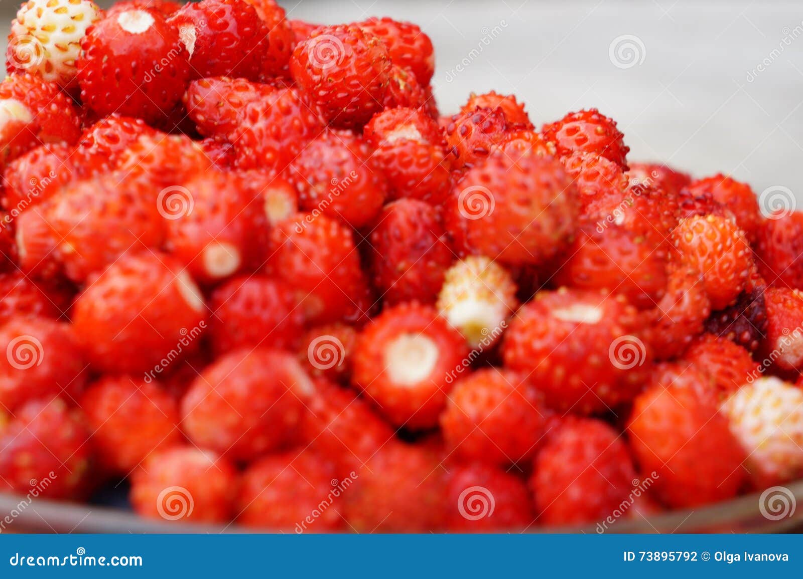 Wild berries blur stock photo. Image of contrast, mobile 73895792